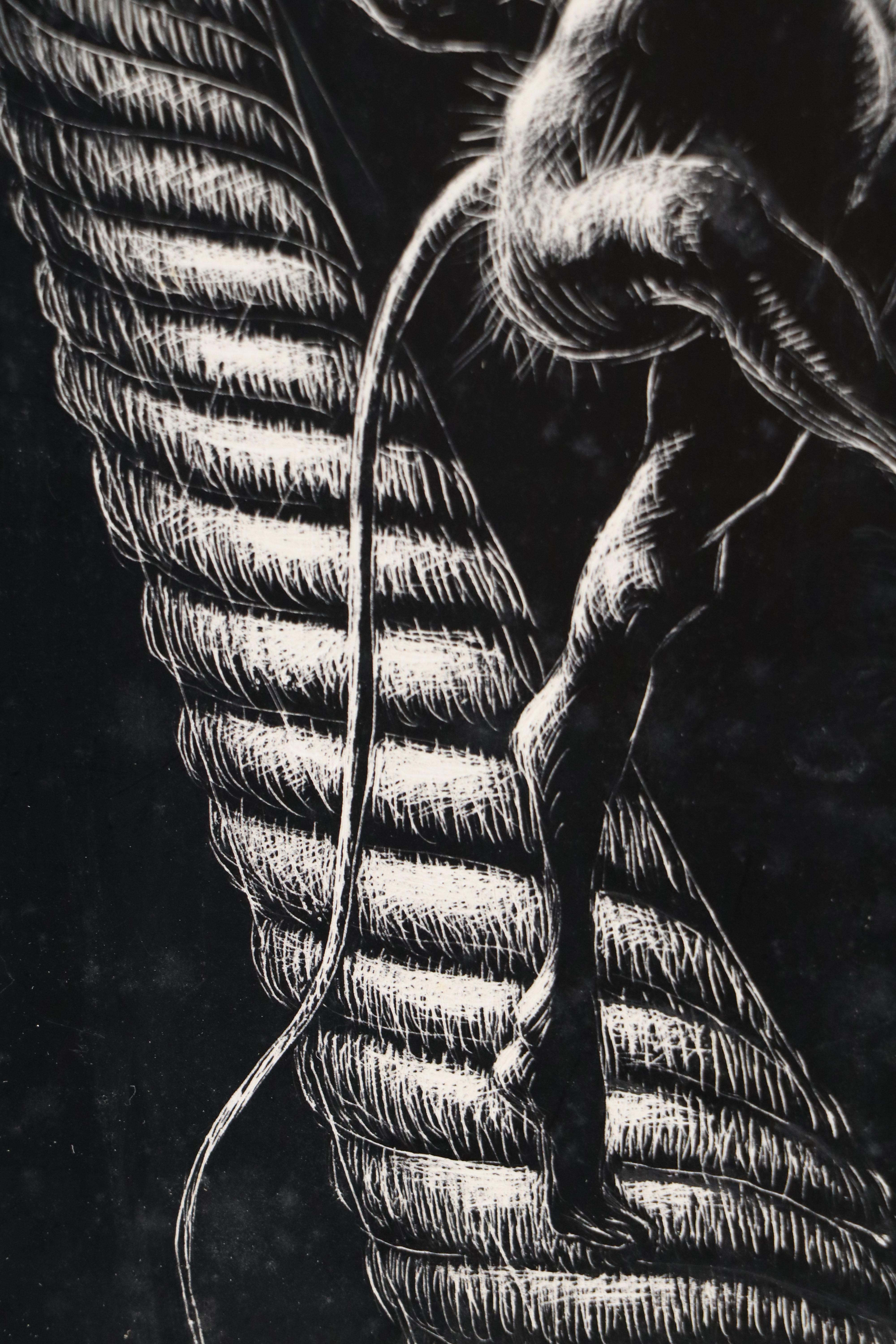 Harvey Shepard Sgraffito Drawing "Rat I - Pierre," Mid-20th Century