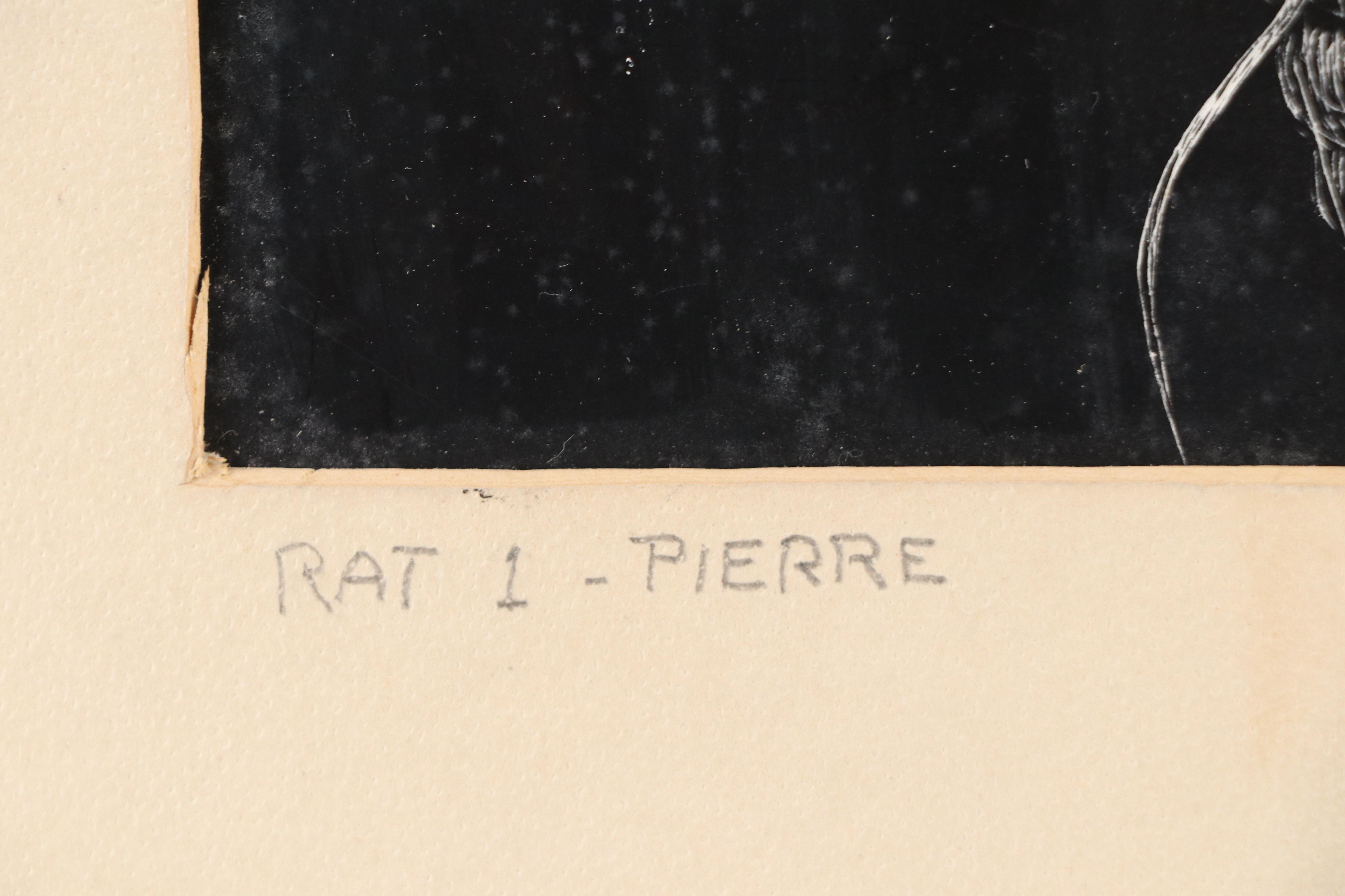 Harvey Shepard Sgraffito Drawing "Rat I - Pierre," Mid-20th Century