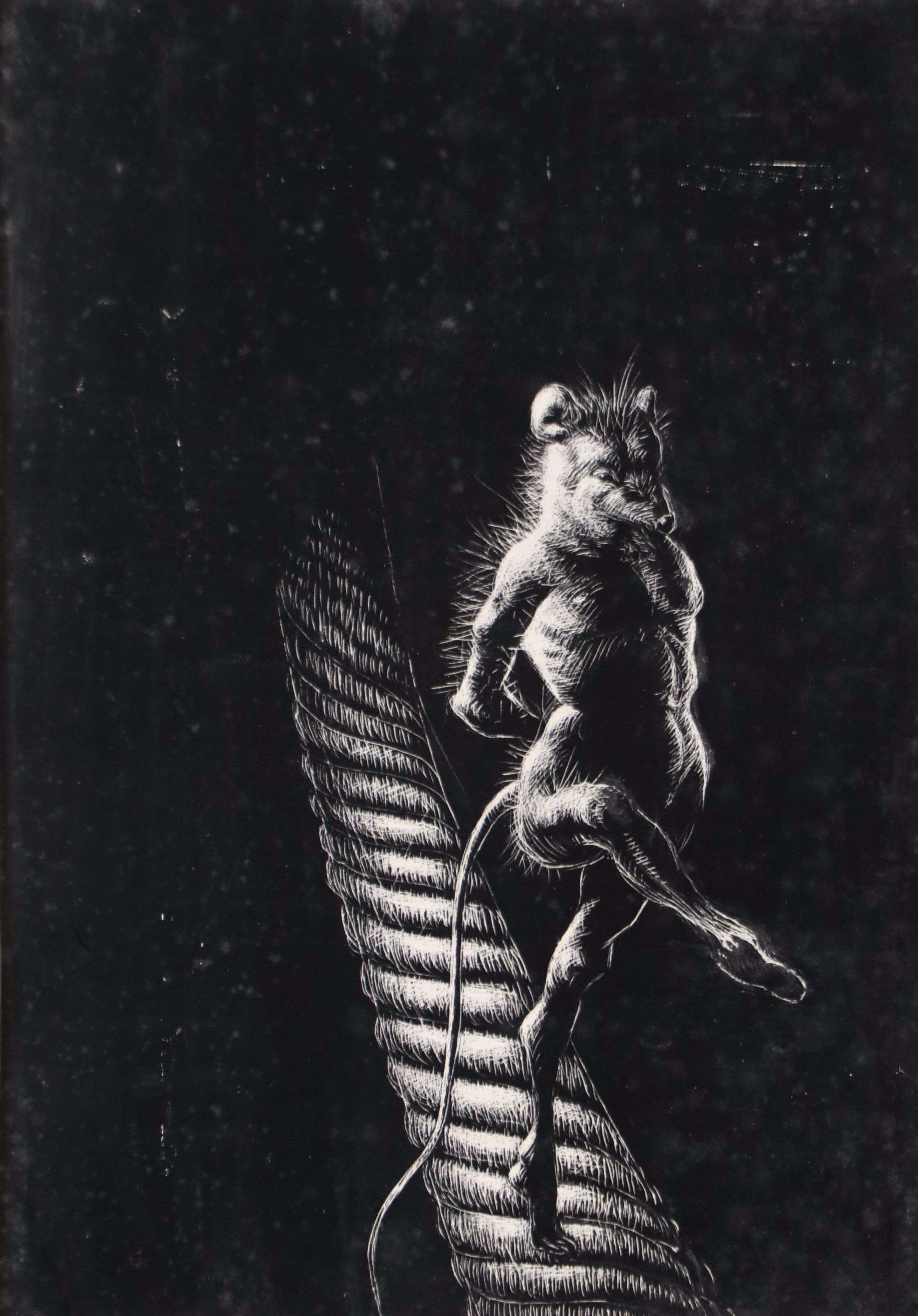 Harvey Shepard Sgraffito Drawing "Rat I - Pierre," Mid-20th Century