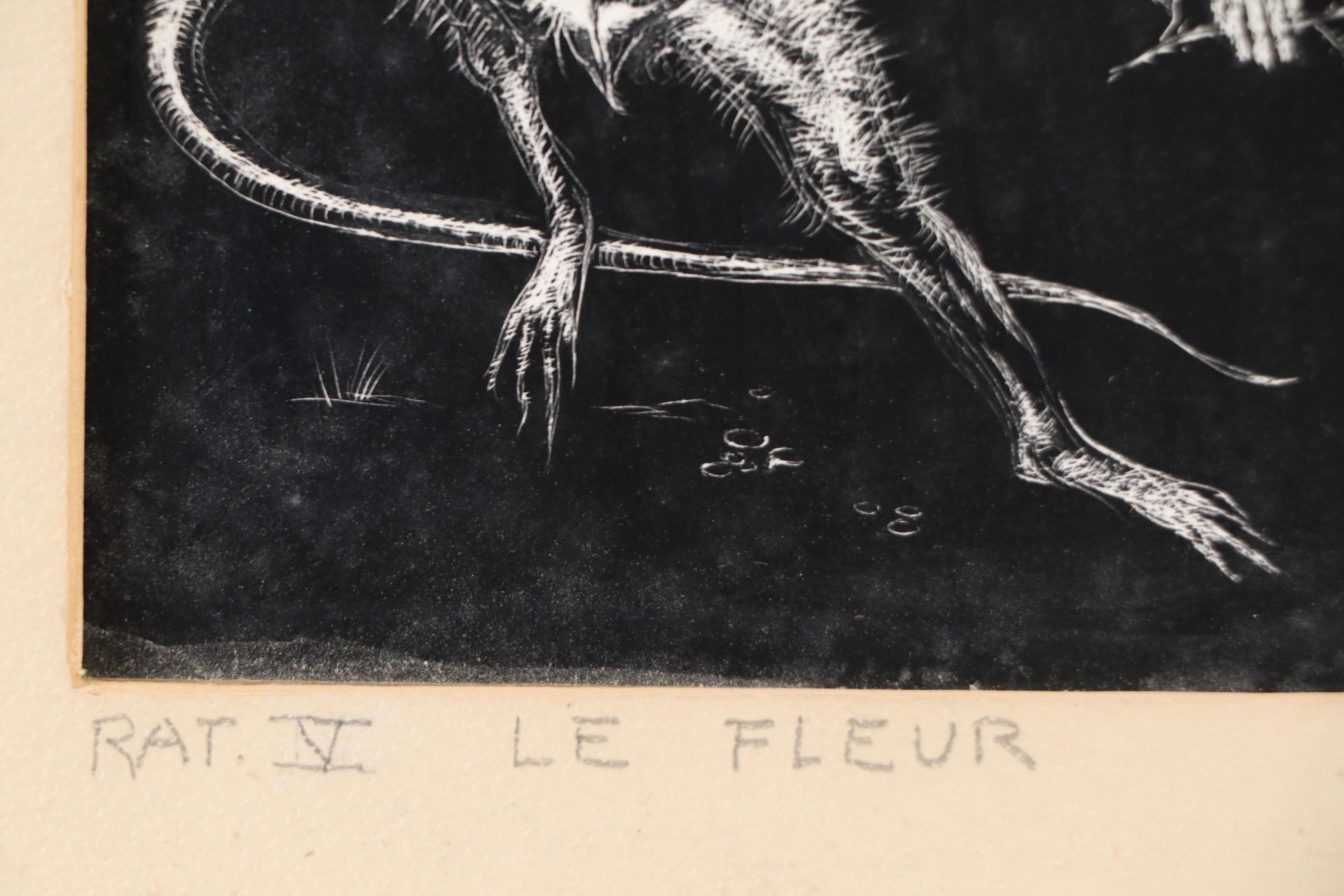 Harvey Shepard Sgraffito Drawing "Rat V - Le Fleur," Mid-20th C.