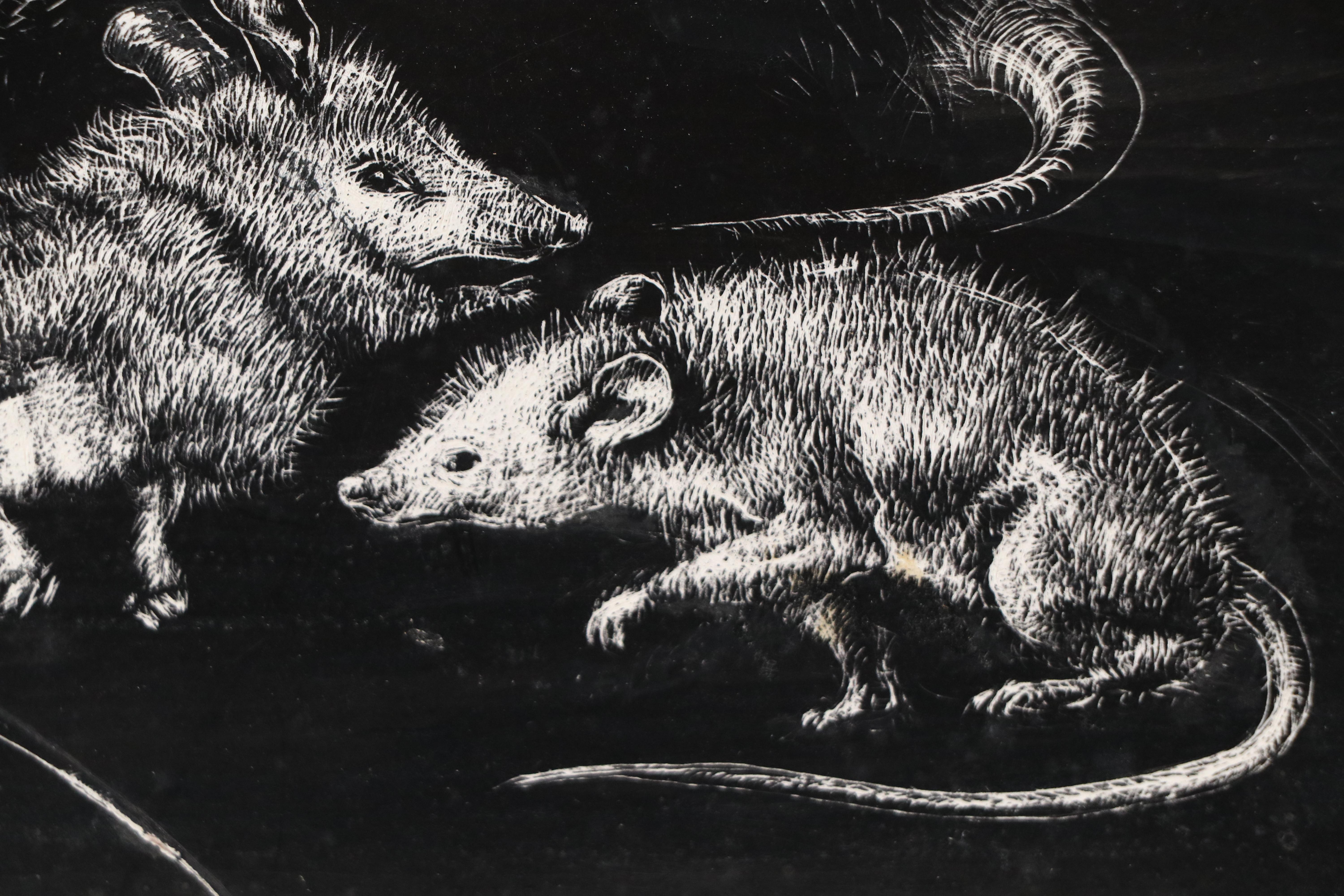 Harvey Shepard Sgraffito Drawing "Rat VI - Maternité," 20th Century