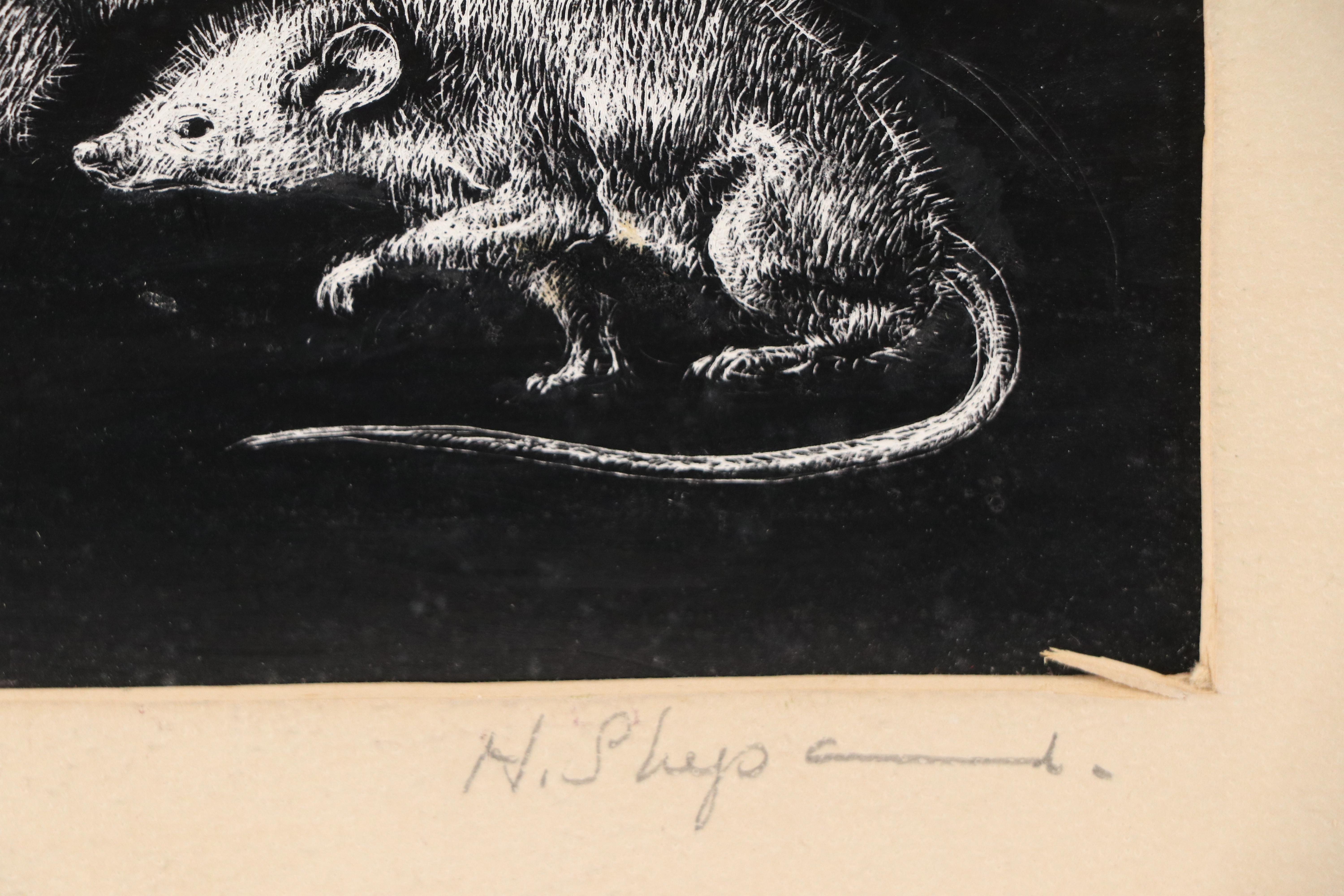 Harvey Shepard Sgraffito Drawing "Rat VI - Maternité," 20th Century