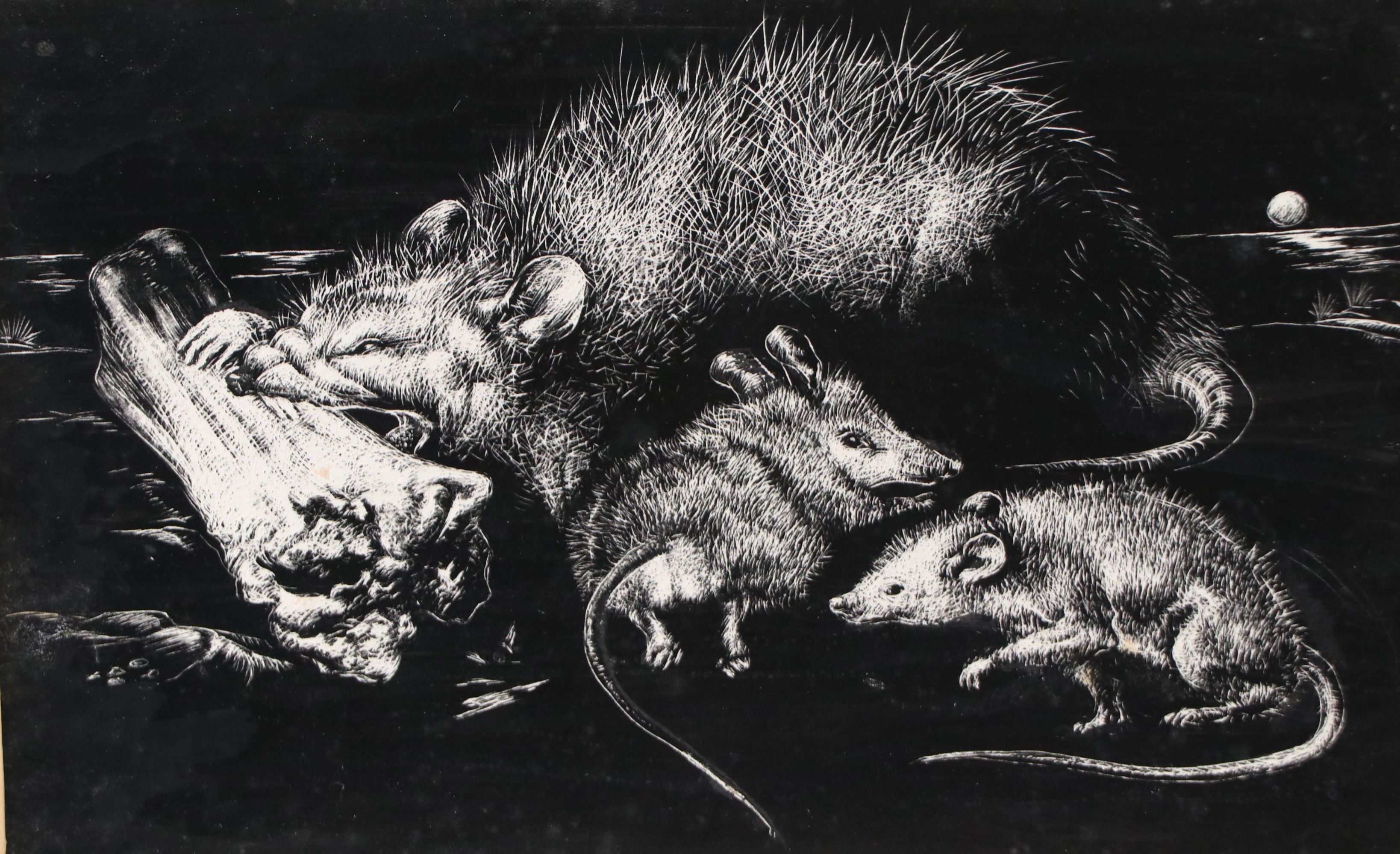 Harvey Shepard Sgraffito Drawing "Rat VI - Maternité," 20th Century