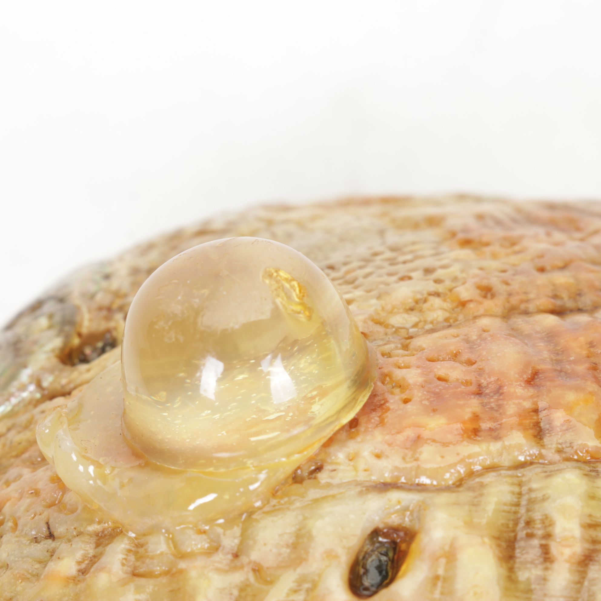 Abalone Shell Bowls with Bread Warmer & More