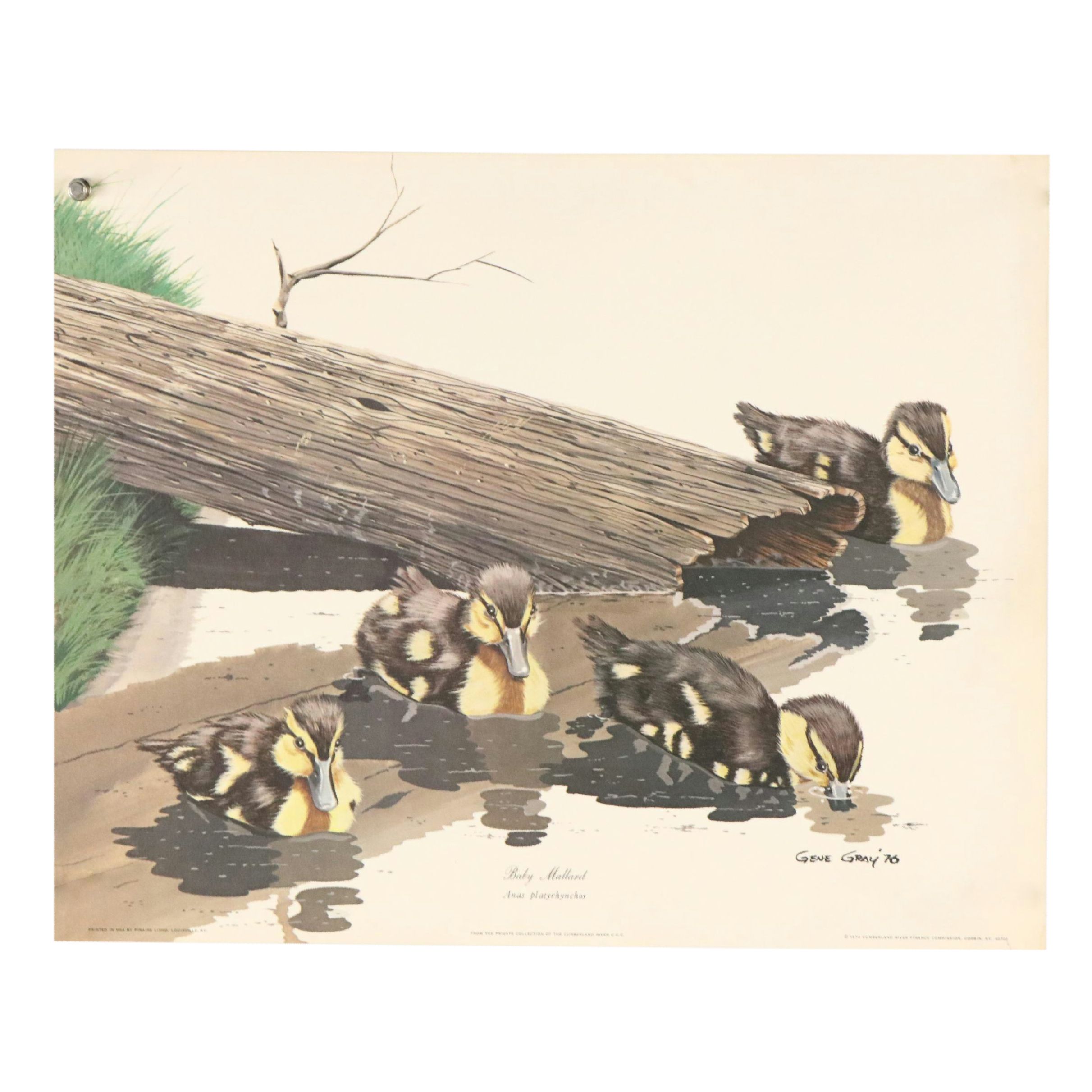 After Gene Gray Offset Lithograph "Baby Mallard," Circa 1976