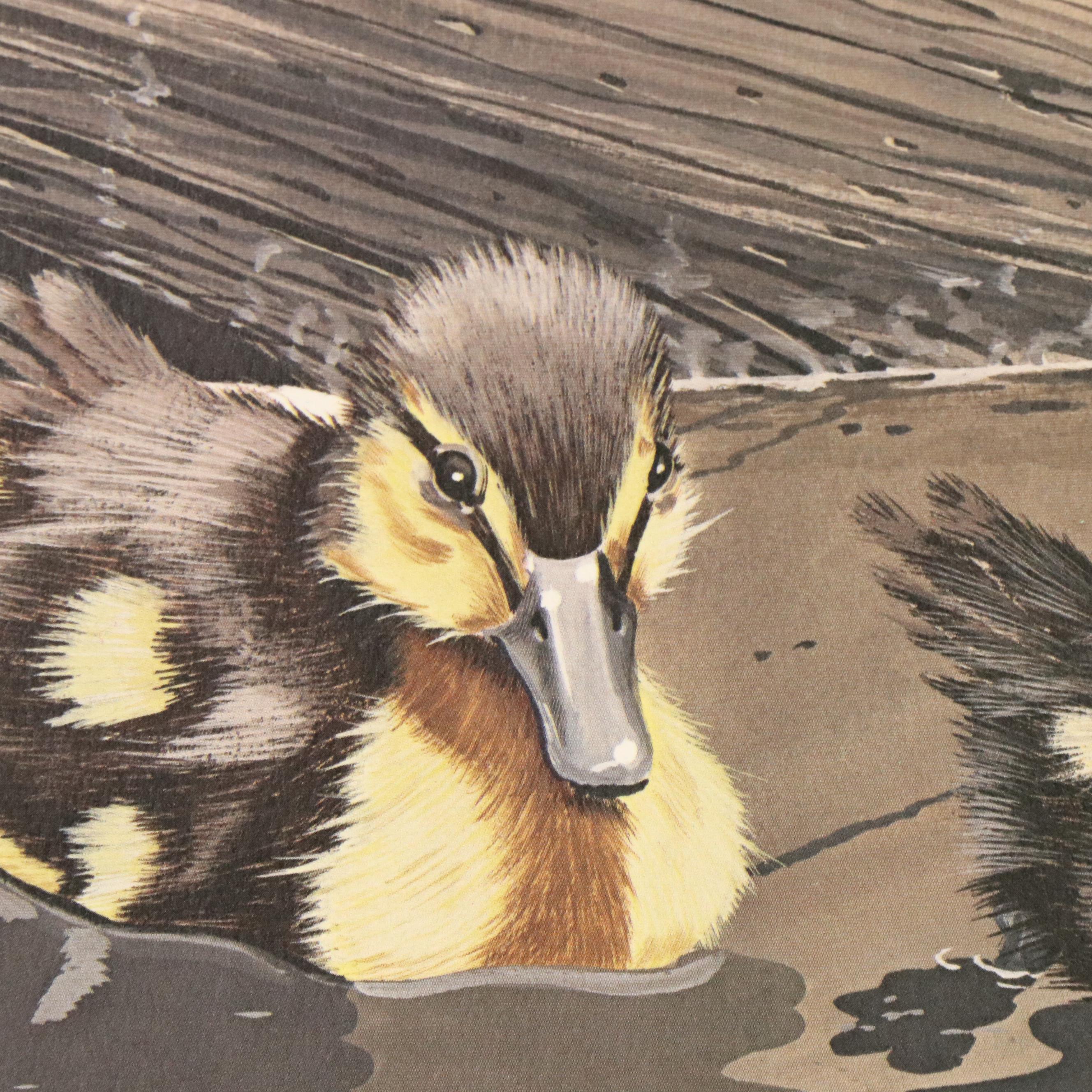 After Gene Gray Offset Lithograph "Baby Mallard," Circa 1976
