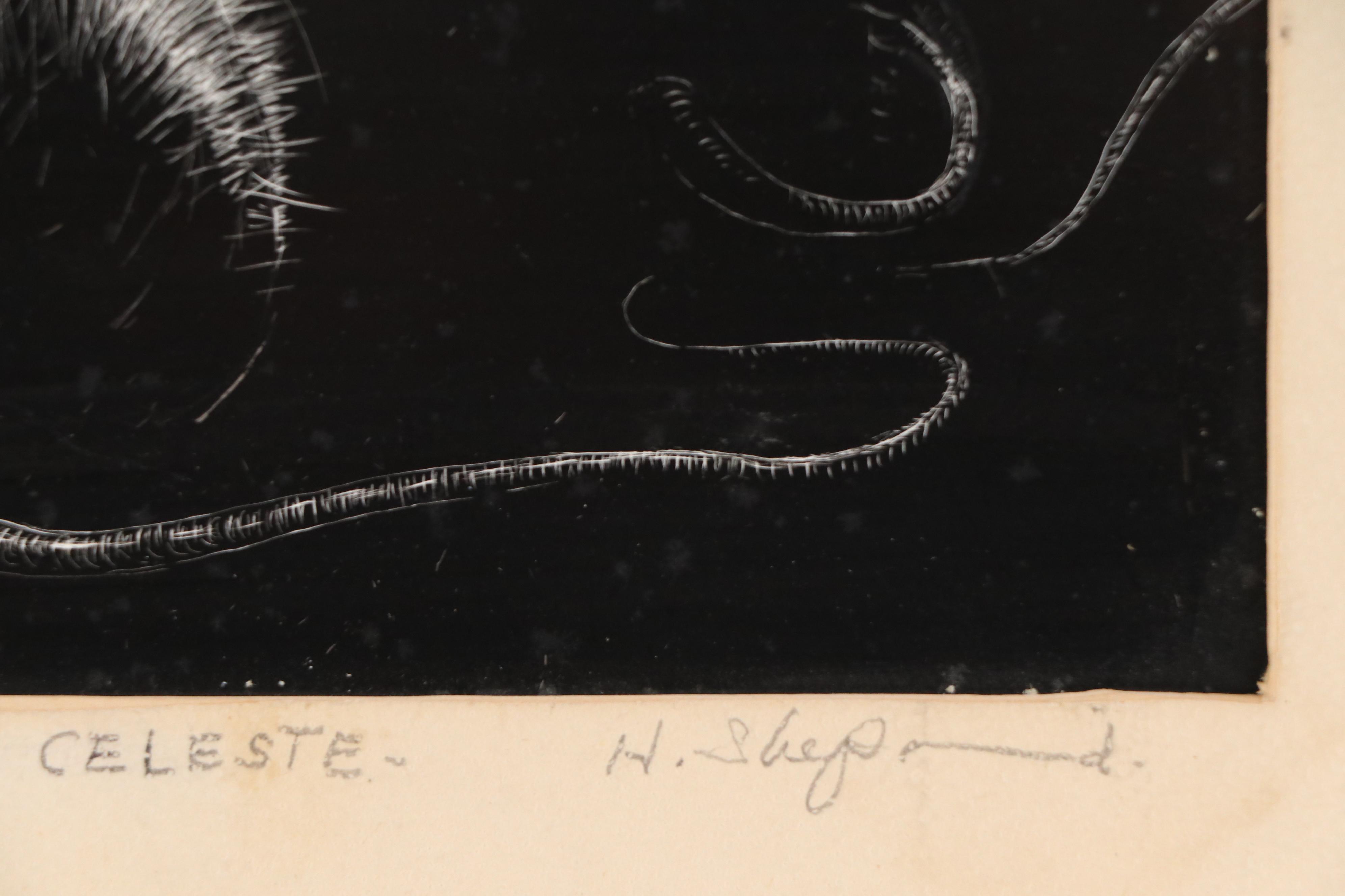 Harvey Shepard Sgraffito Drawing "Rat III - L'Entrée de Celeste," 20th Century