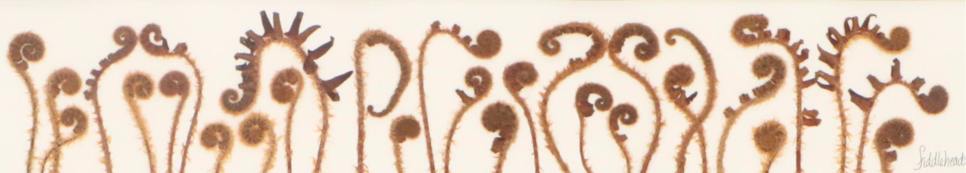 Maggie Lake Pressed Botanical Composition "Christmas Fern in Fiddlehead Stage"
