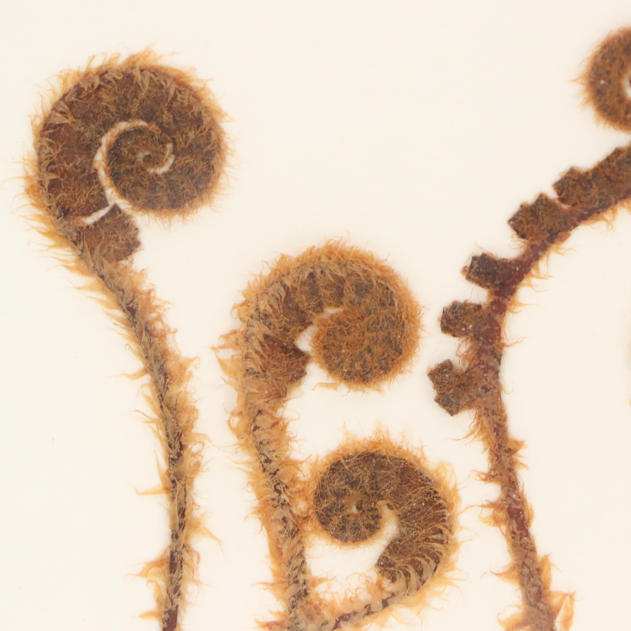 Maggie Lake Pressed Botanical Composition "Christmas Fern in Fiddlehead Stage"