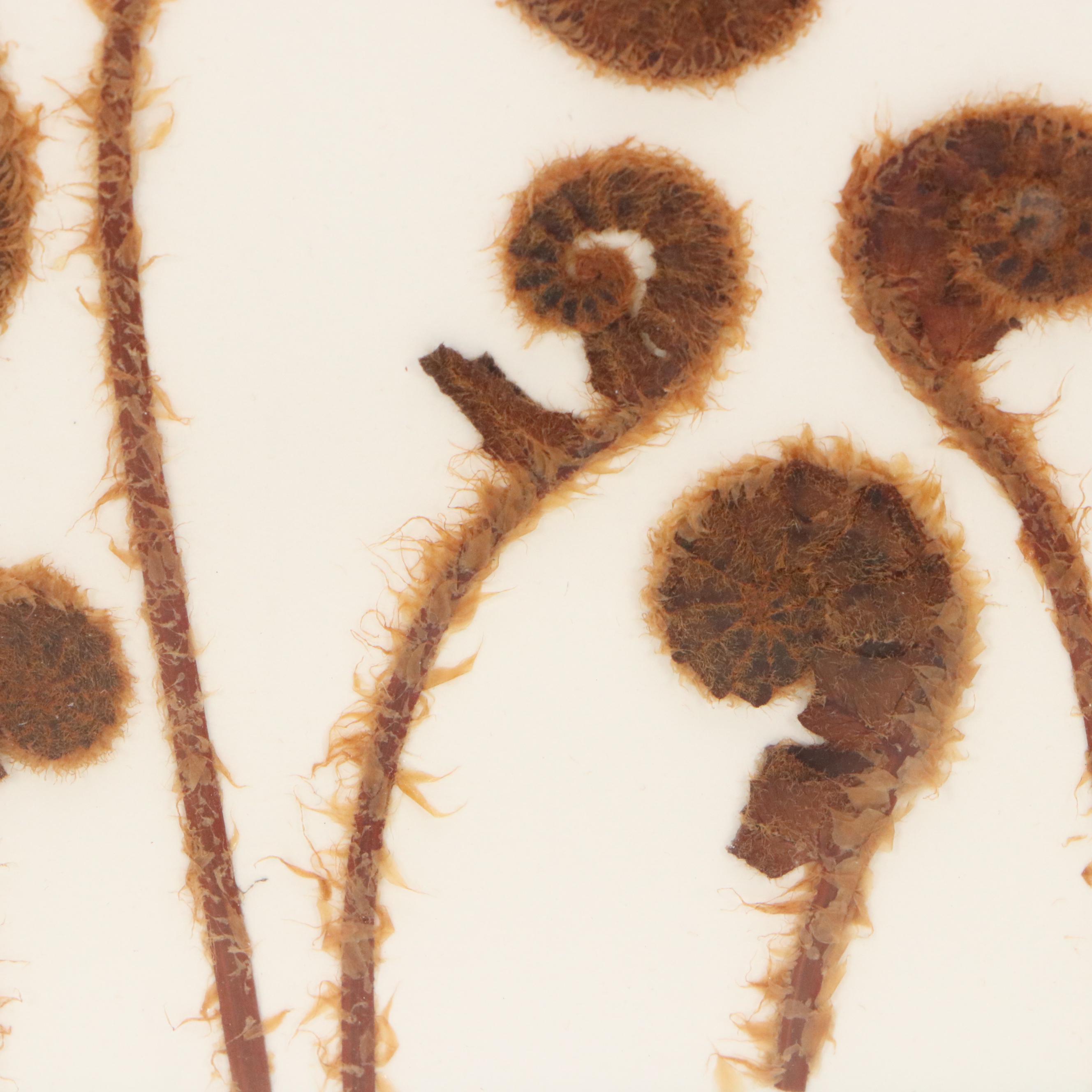 Maggie Lake Pressed Botanical Composition "Christmas Fern in Fiddlehead Stage"