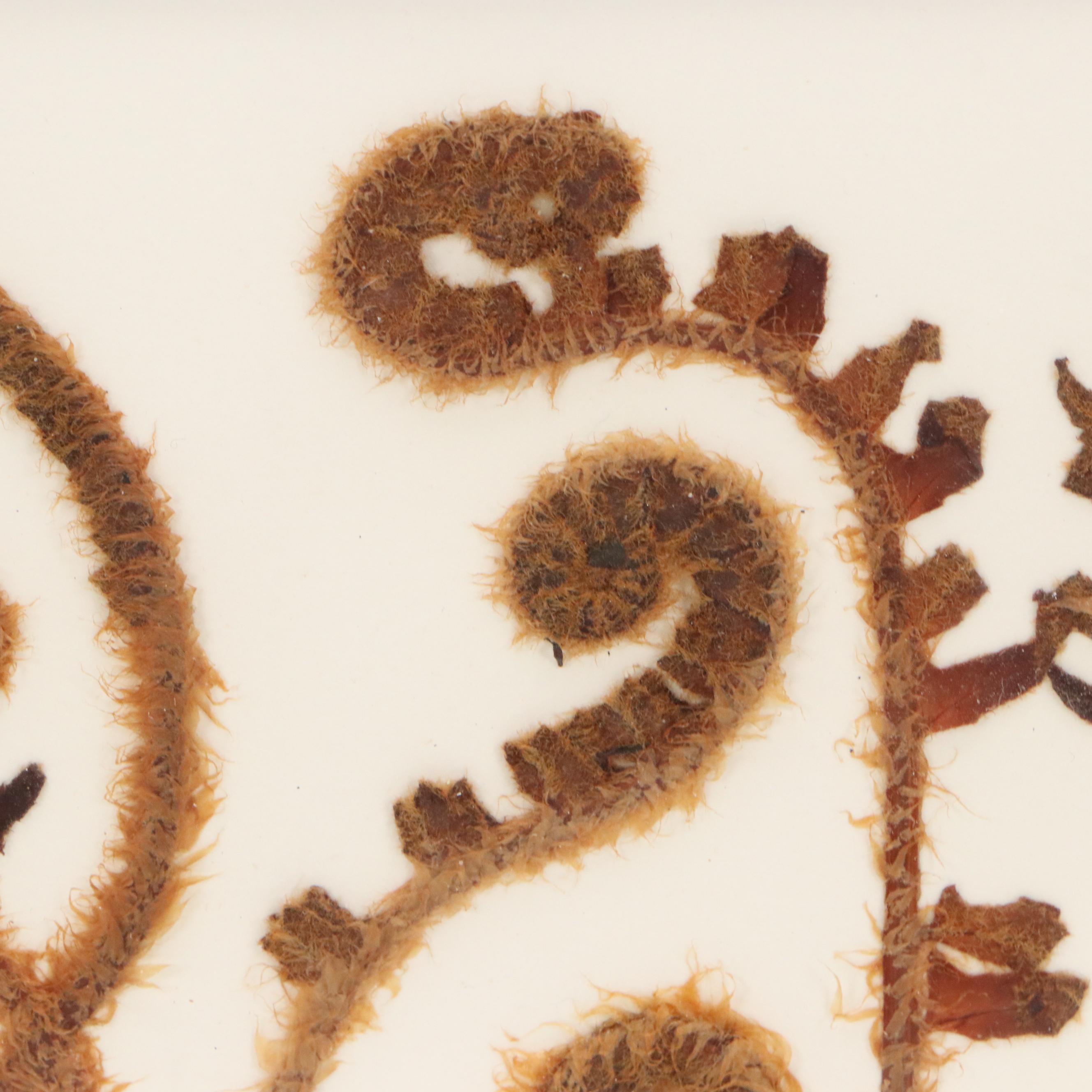 Maggie Lake Pressed Botanical Composition "Christmas Fern in Fiddlehead Stage"