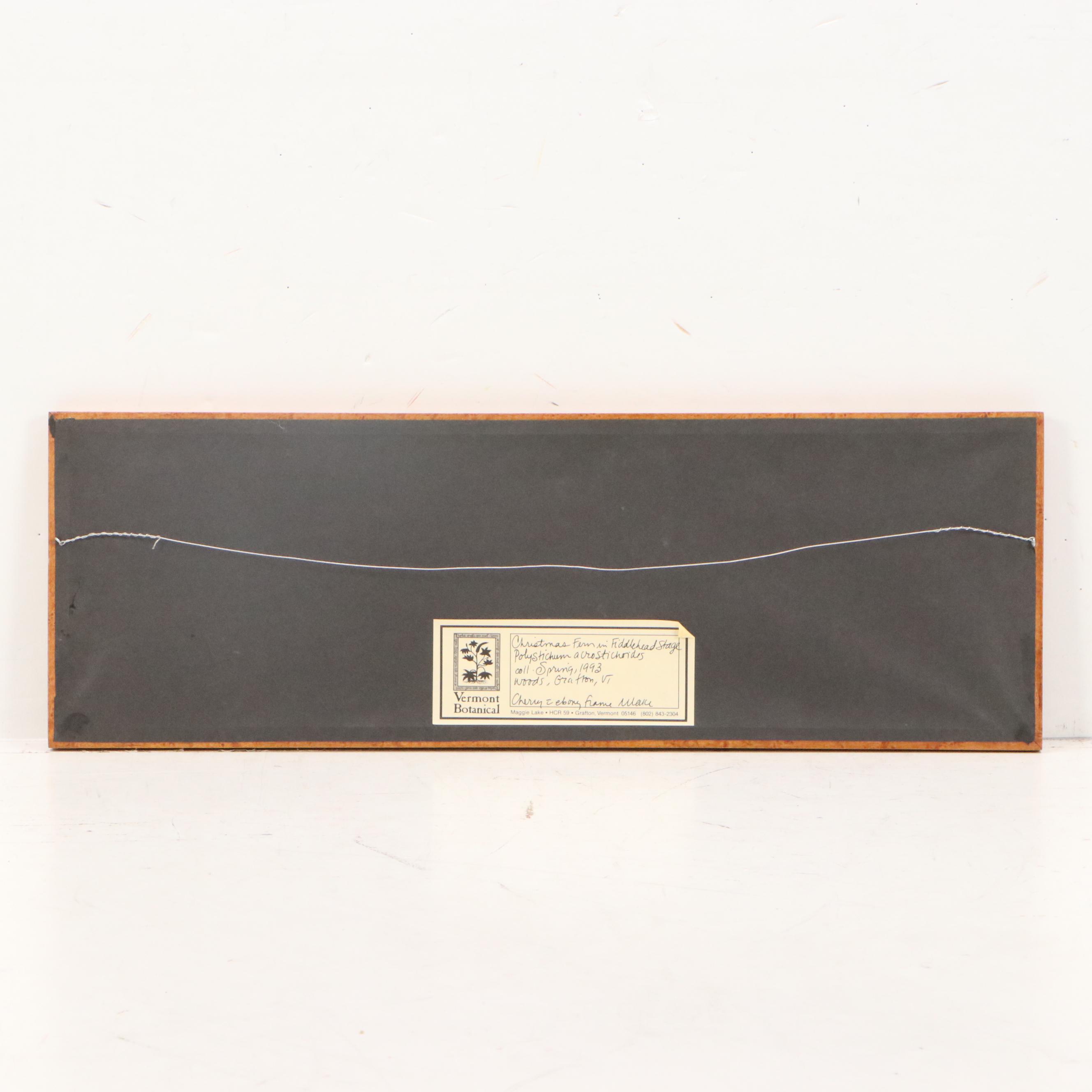 Maggie Lake Pressed Botanical Composition "Christmas Fern in Fiddlehead Stage"