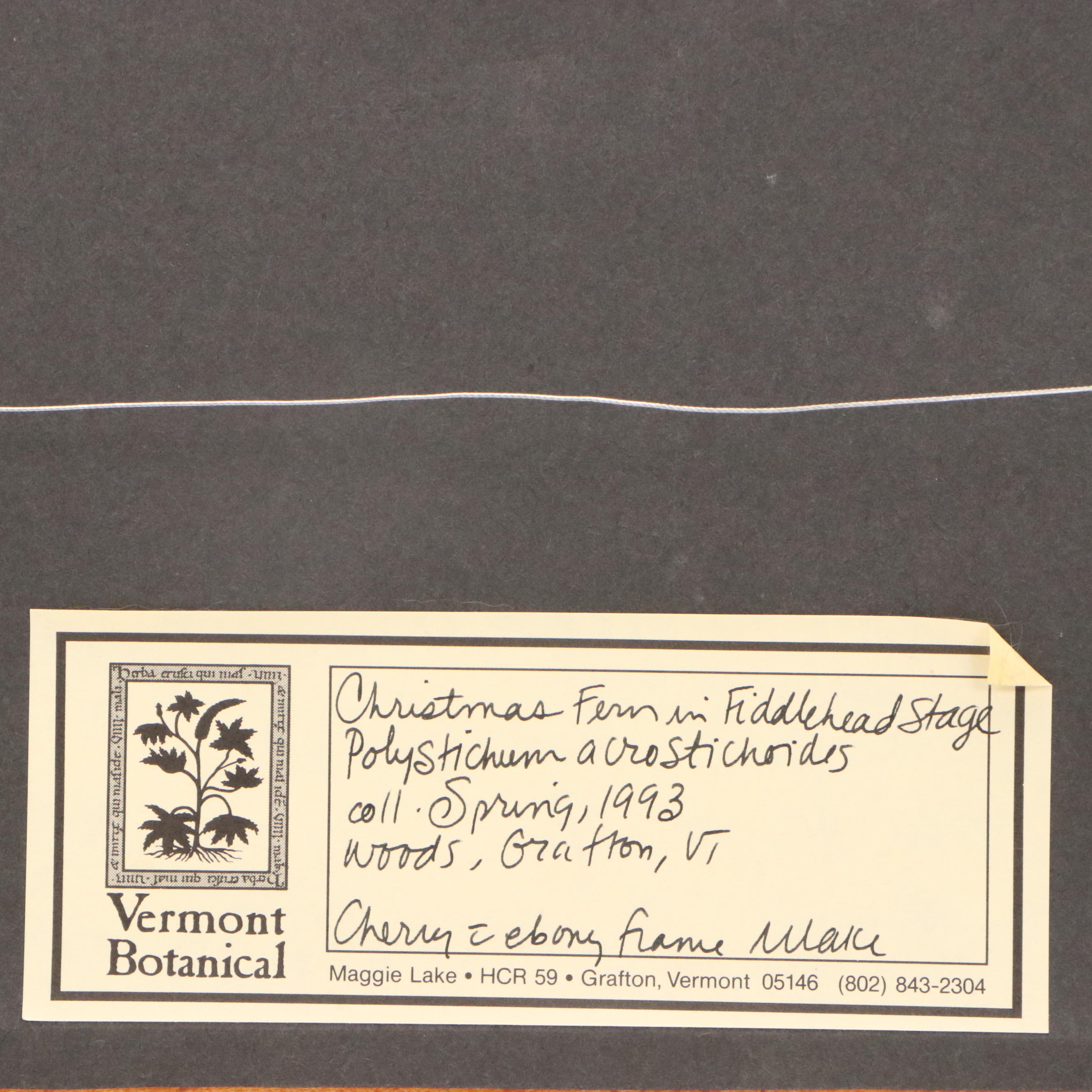 Maggie Lake Pressed Botanical Composition "Christmas Fern in Fiddlehead Stage"