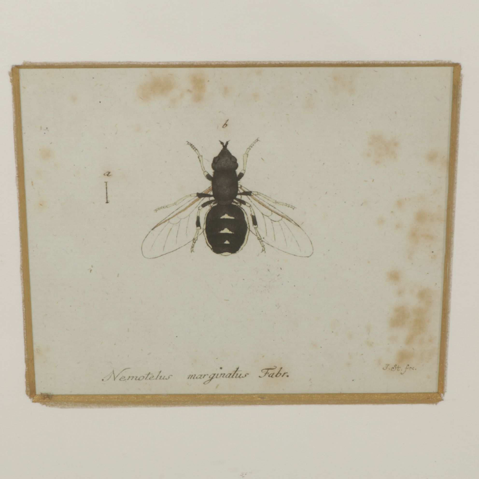 Antique German Hand-Colored Entomological Engravings, Circa 1793