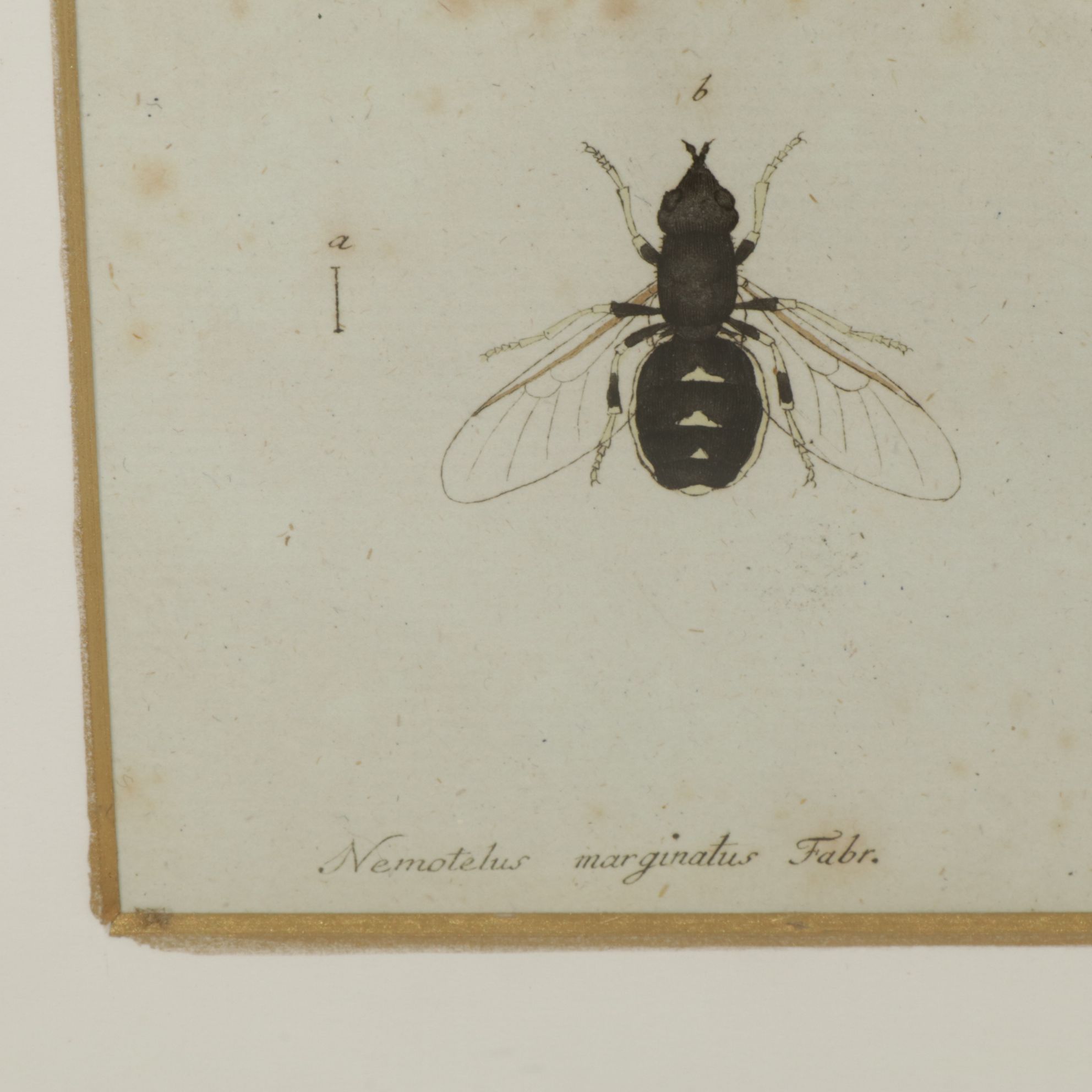 Antique German Hand-Colored Entomological Engravings, Circa 1793