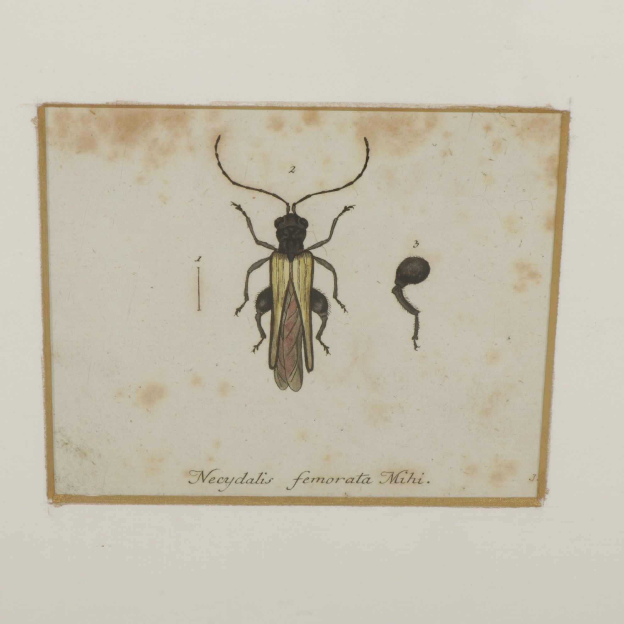 Antique German Hand-Colored Entomological Engravings, Circa 1793