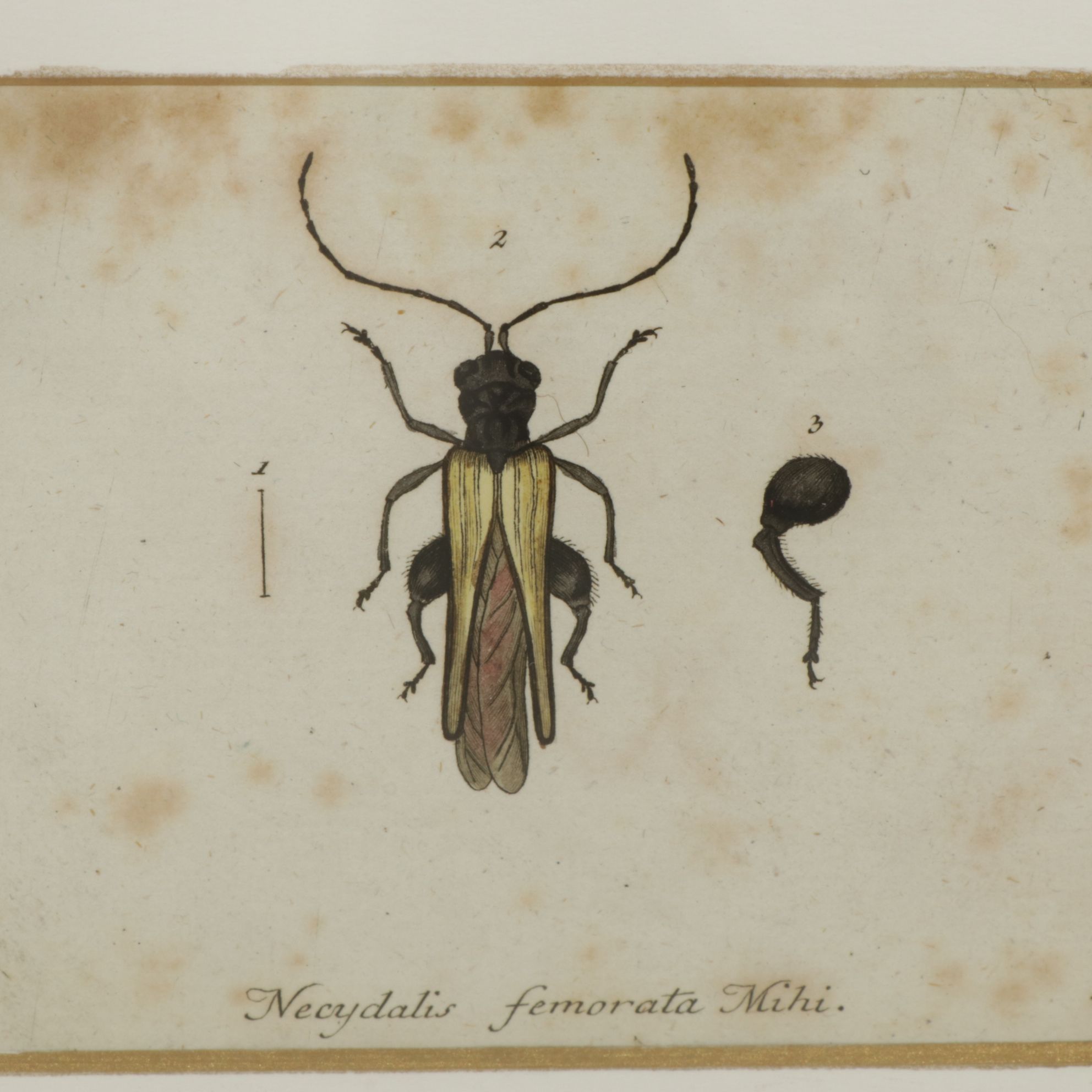Antique German Hand-Colored Entomological Engravings, Circa 1793