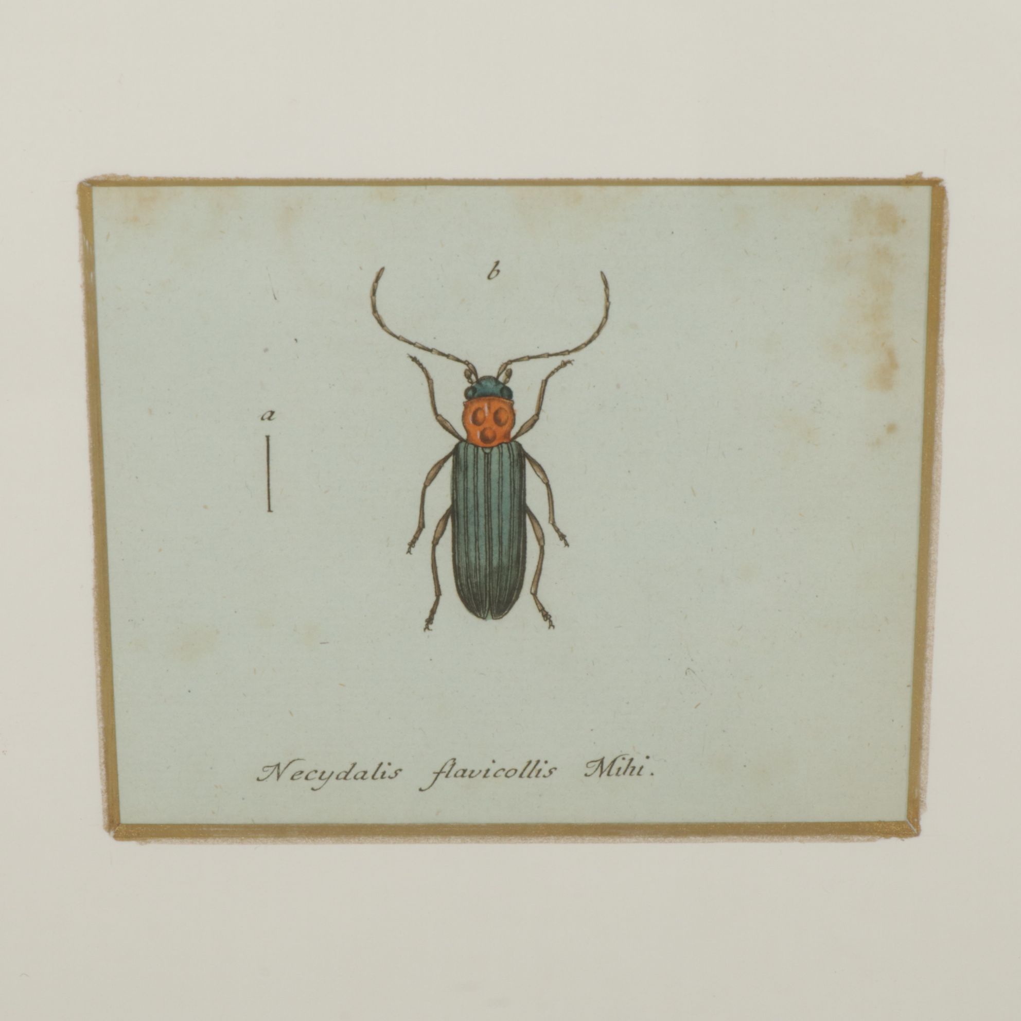 Antique German Hand-Colored Entomological Engravings, Circa 1793