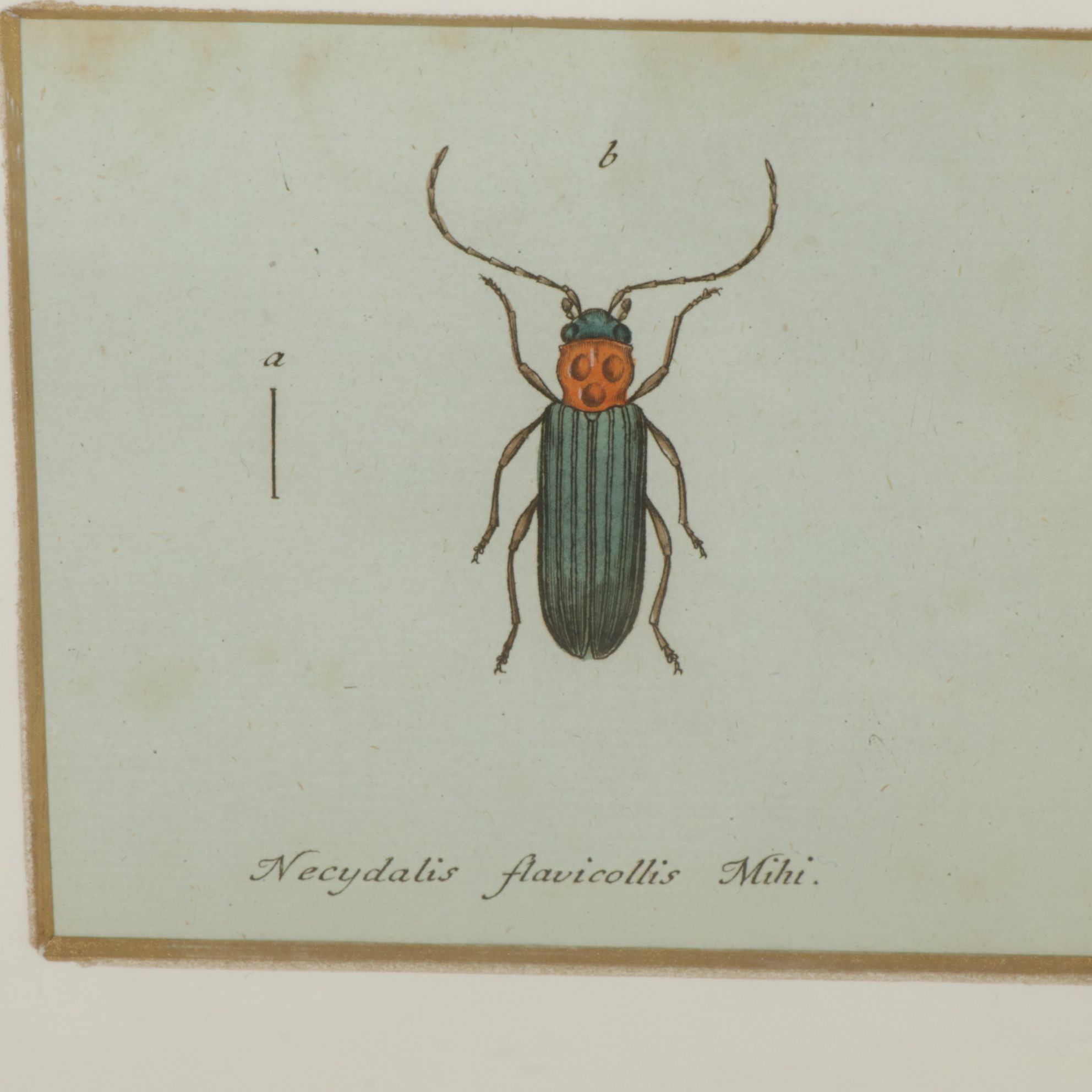Antique German Hand-Colored Entomological Engravings, Circa 1793