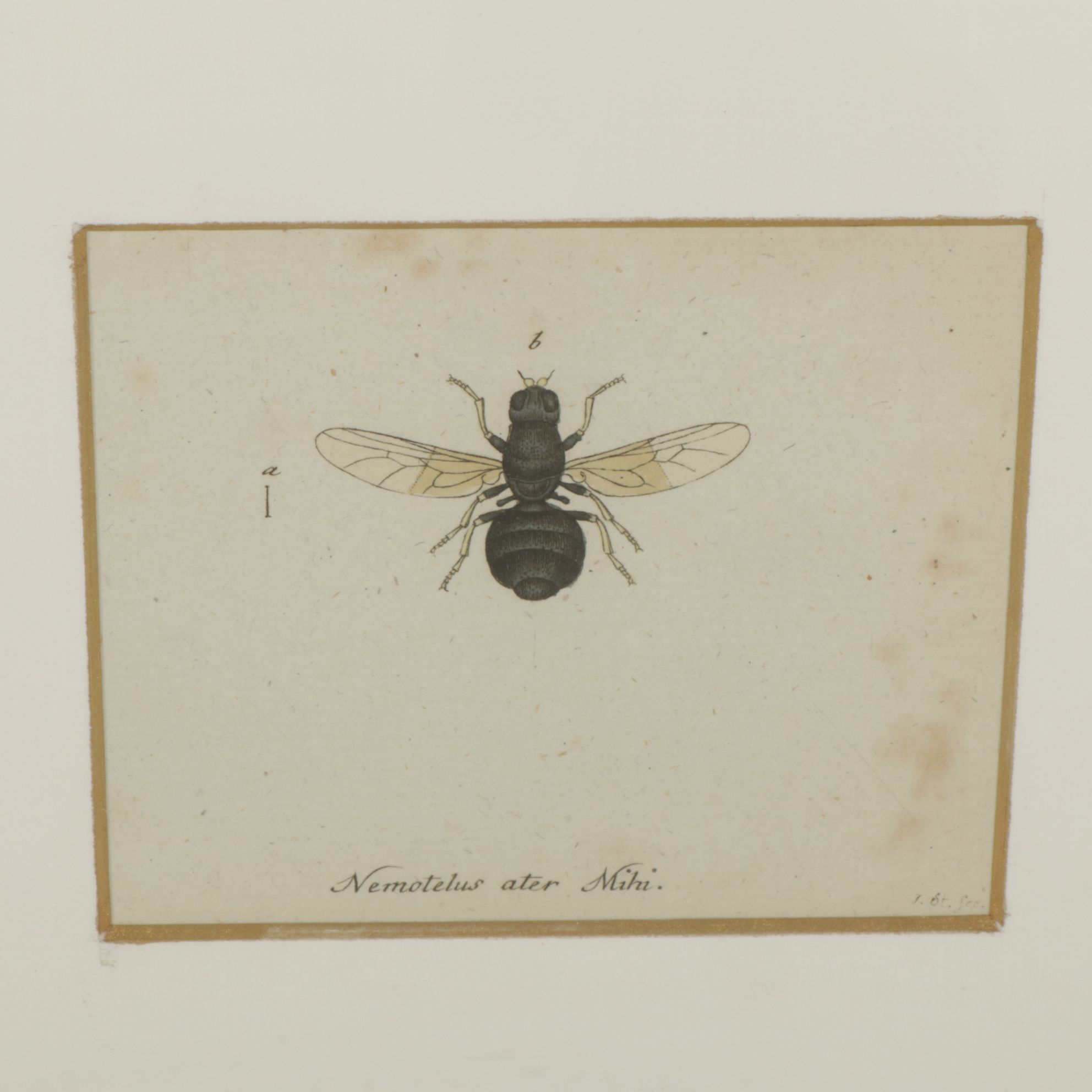 Antique German Hand-Colored Entomological Engravings, Circa 1793