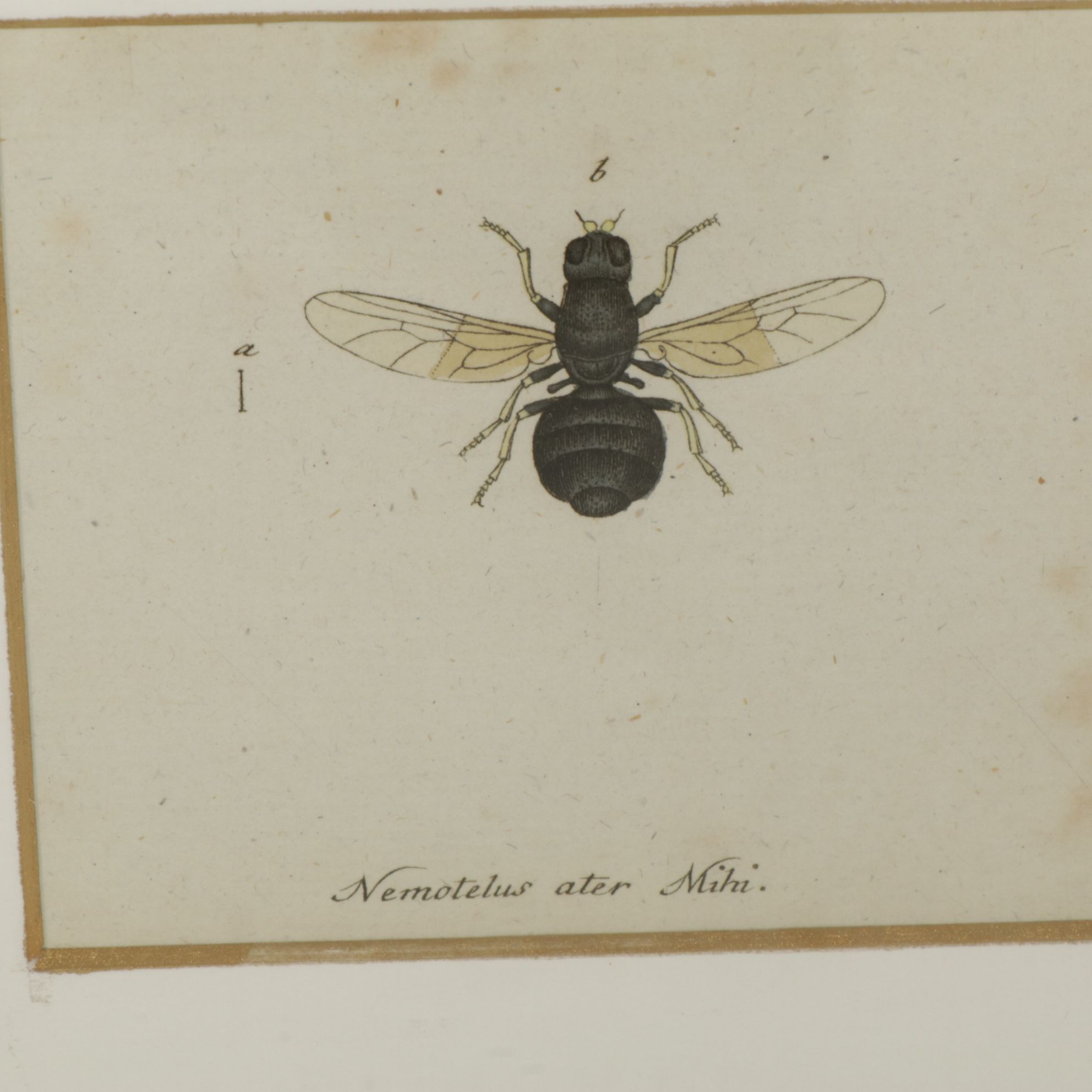 Antique German Hand-Colored Entomological Engravings, Circa 1793