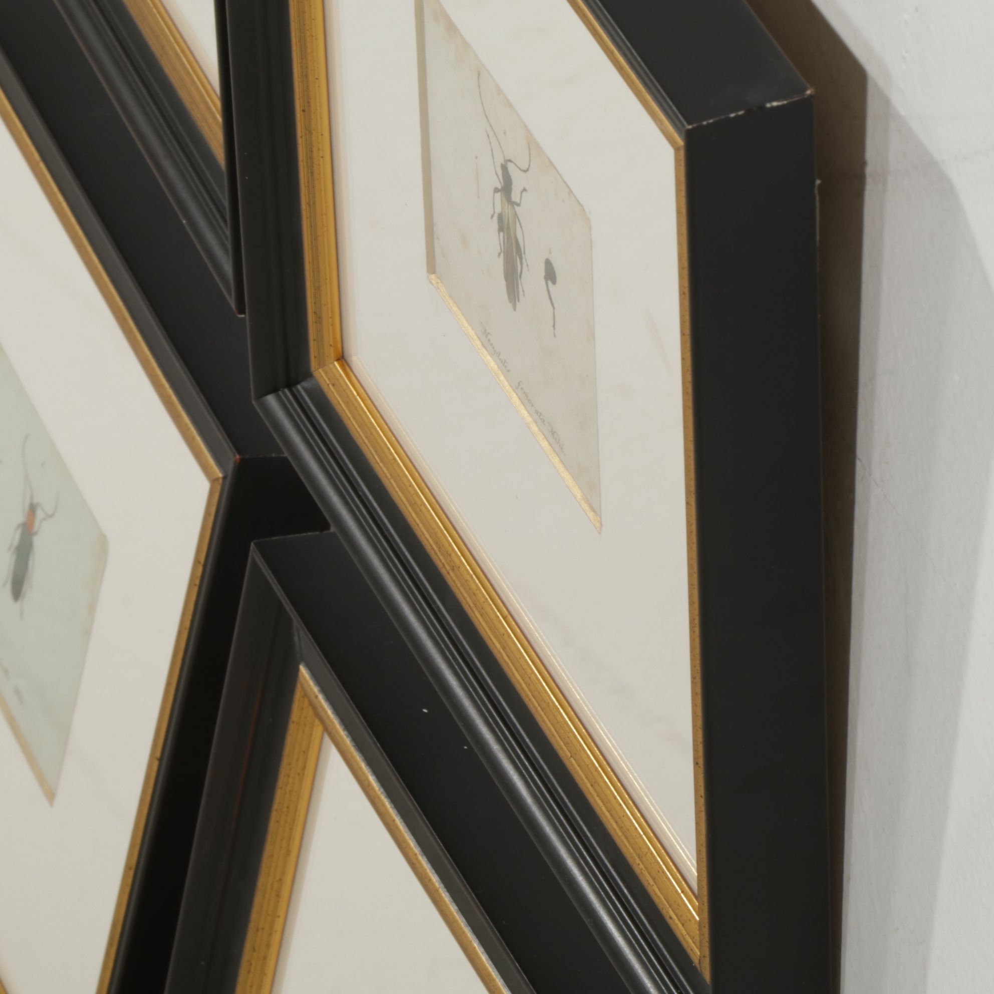 Antique German Hand-Colored Entomological Engravings, Circa 1793