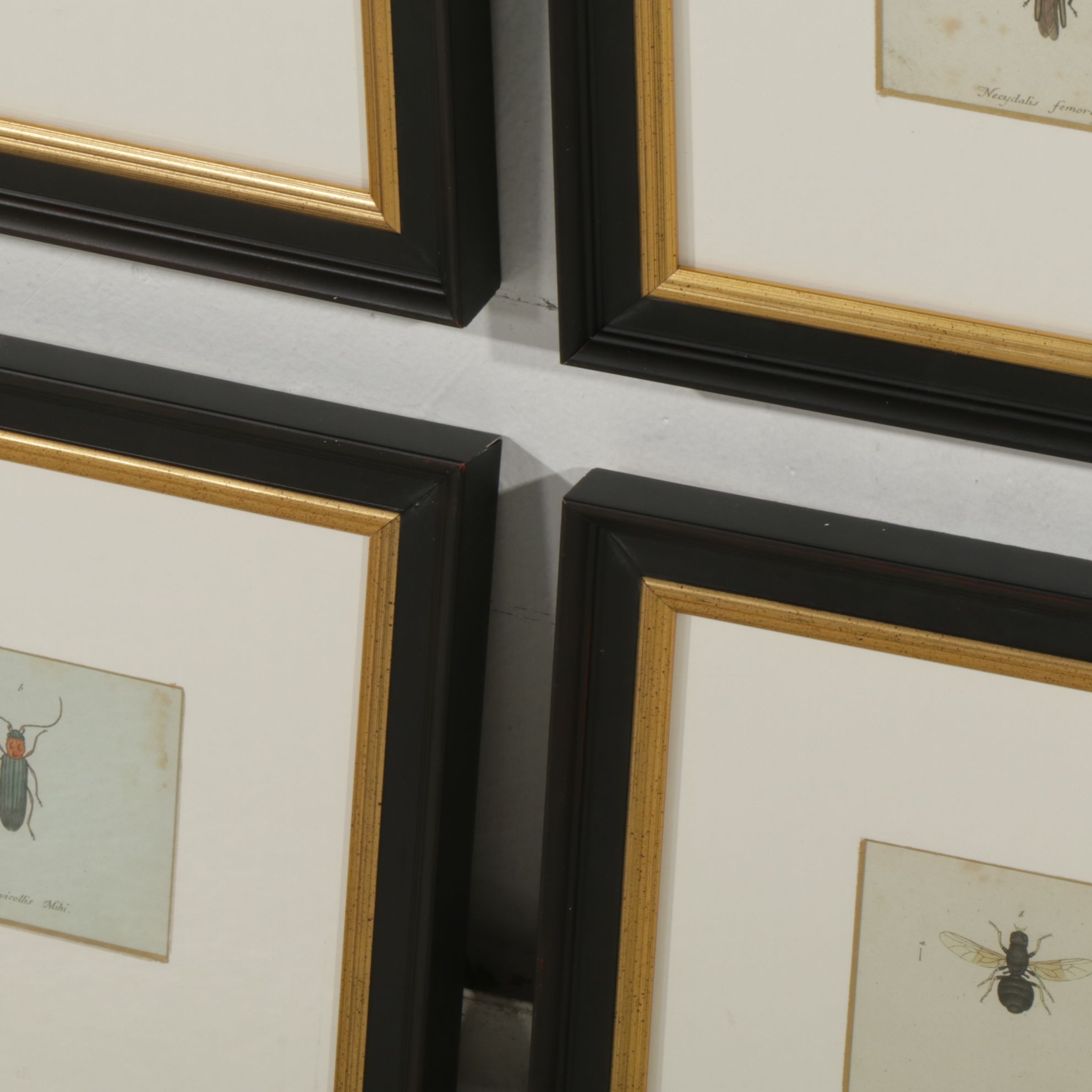 Antique German Hand-Colored Entomological Engravings, Circa 1793