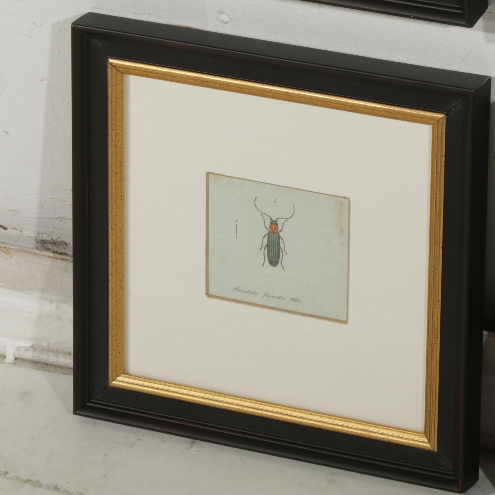 Antique German Hand-Colored Entomological Engravings, Circa 1793