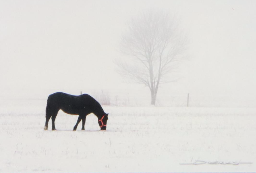 Digital Print of Horse in Rural Winter Landscape