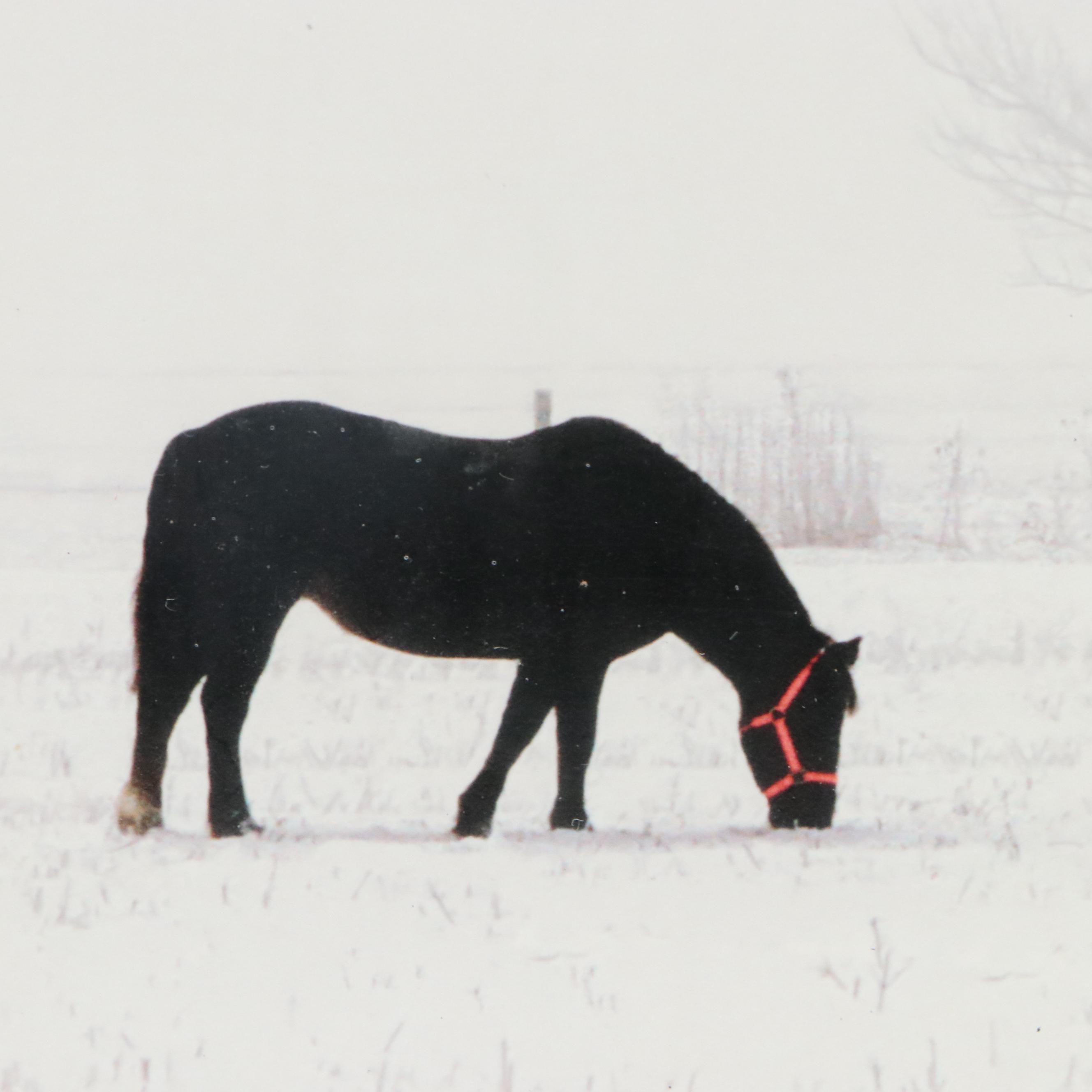 Digital Print of Horse in Rural Winter Landscape