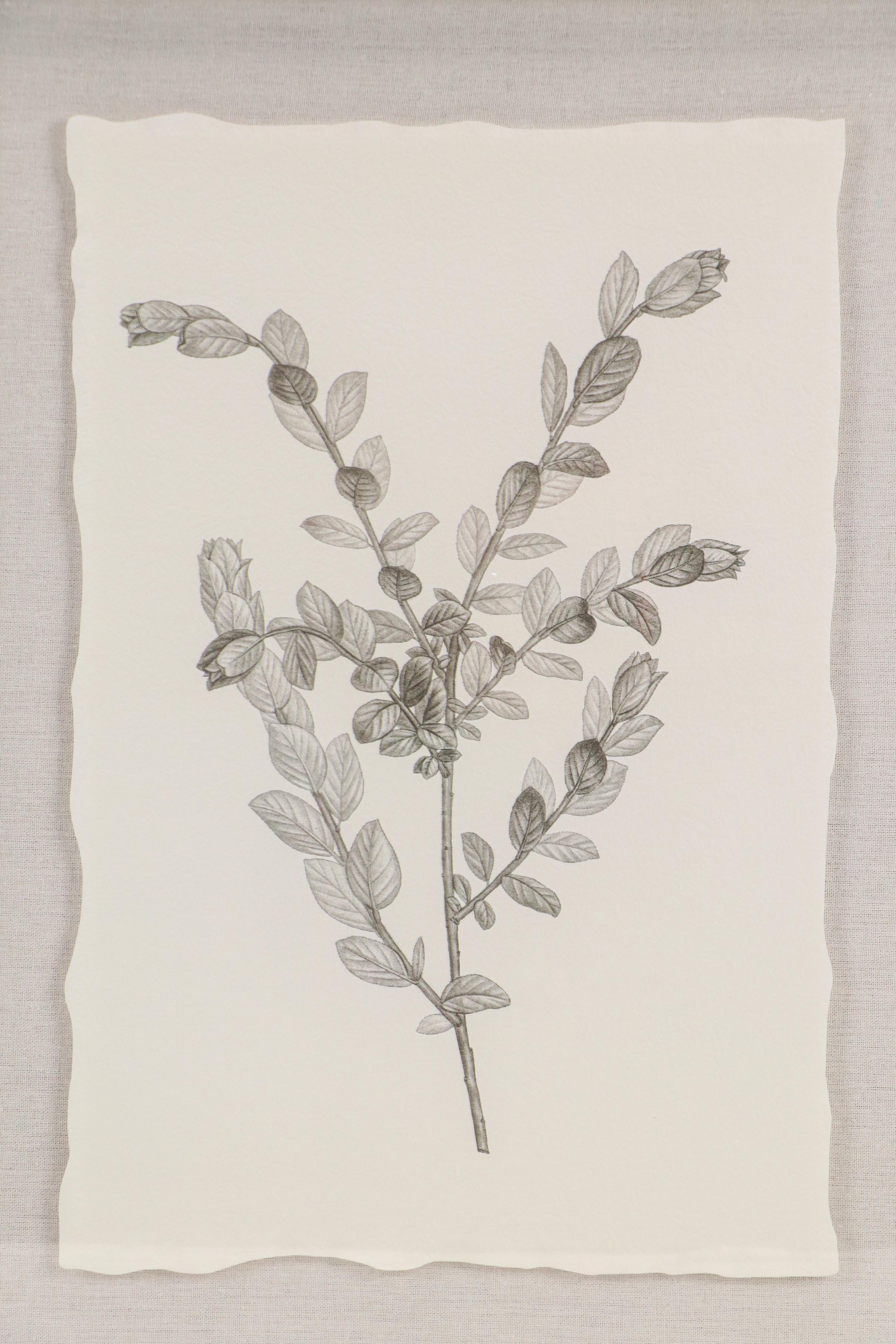 Botanical Offset Lithographs After Denise Brown, 2025