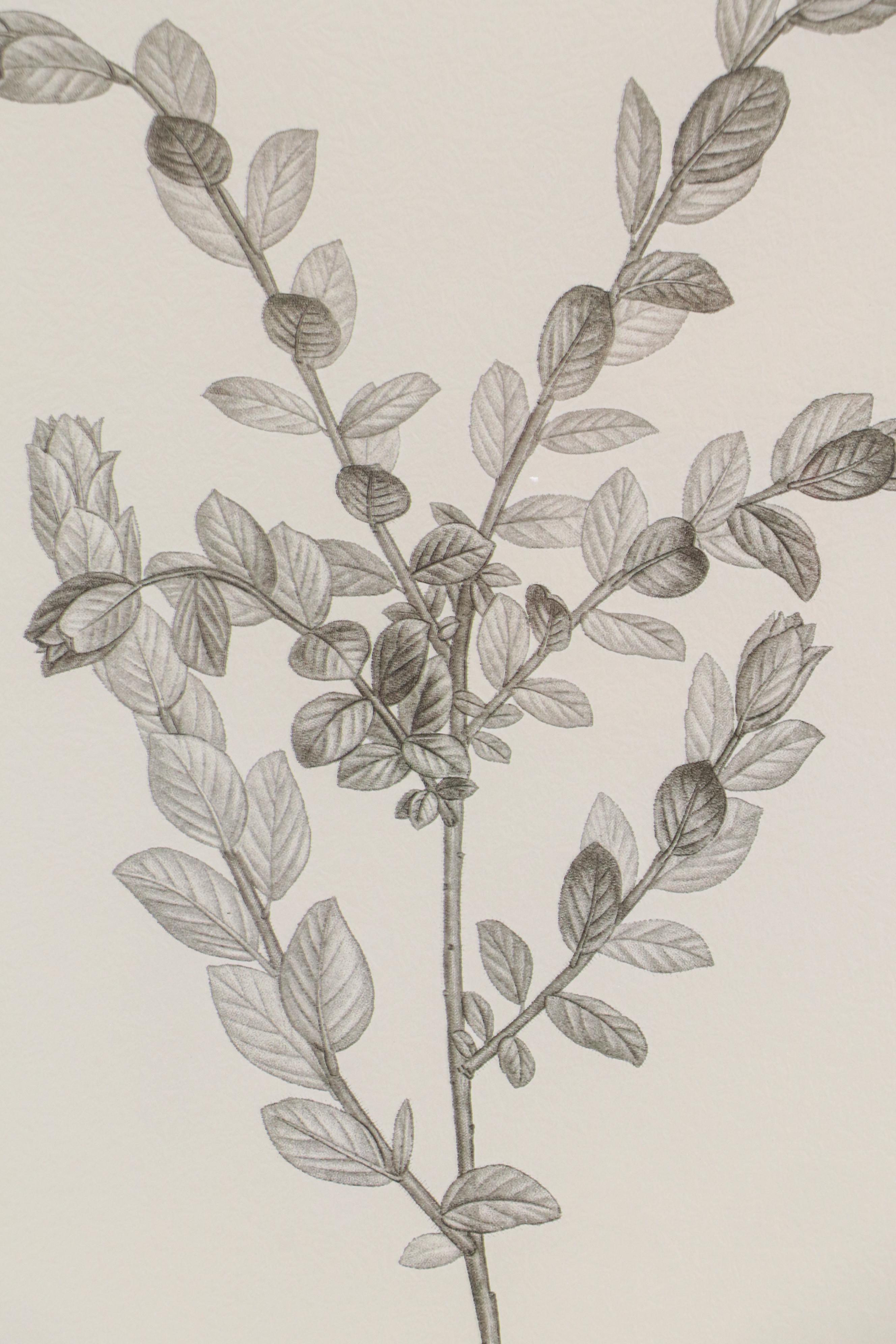 Botanical Offset Lithographs After Denise Brown, 2025