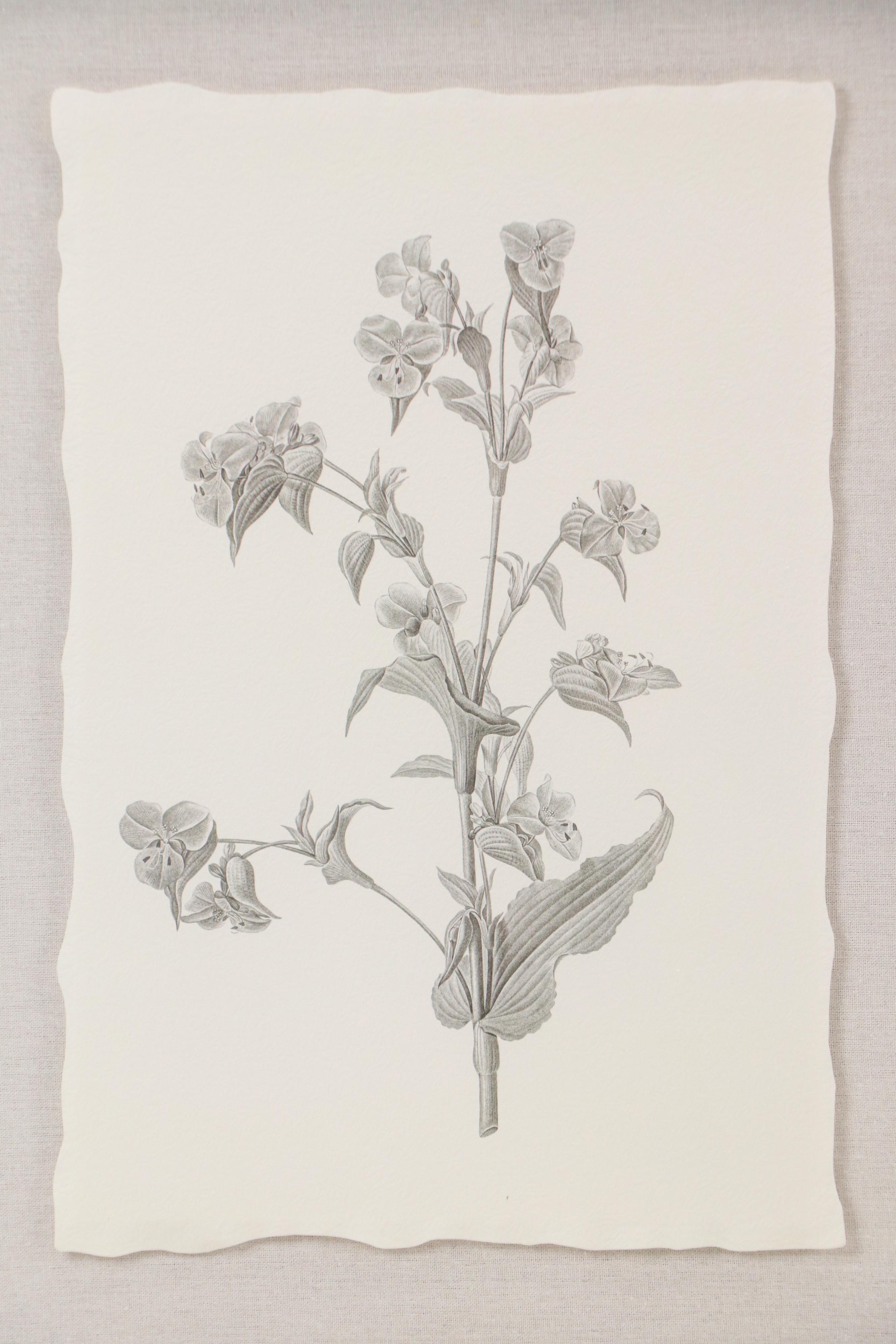 Botanical Offset Lithographs After Denise Brown, 2025