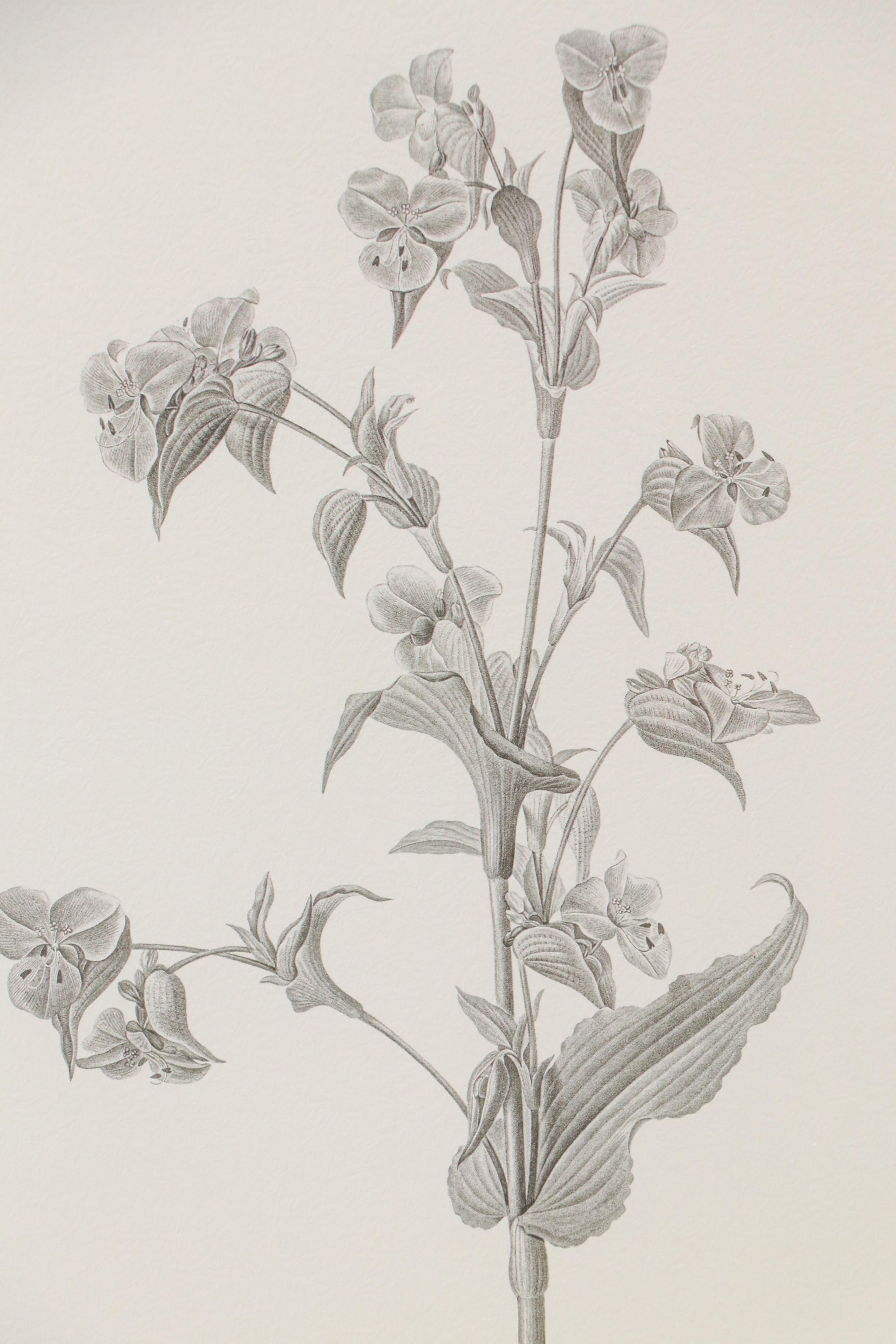 Botanical Offset Lithographs After Denise Brown, 2025