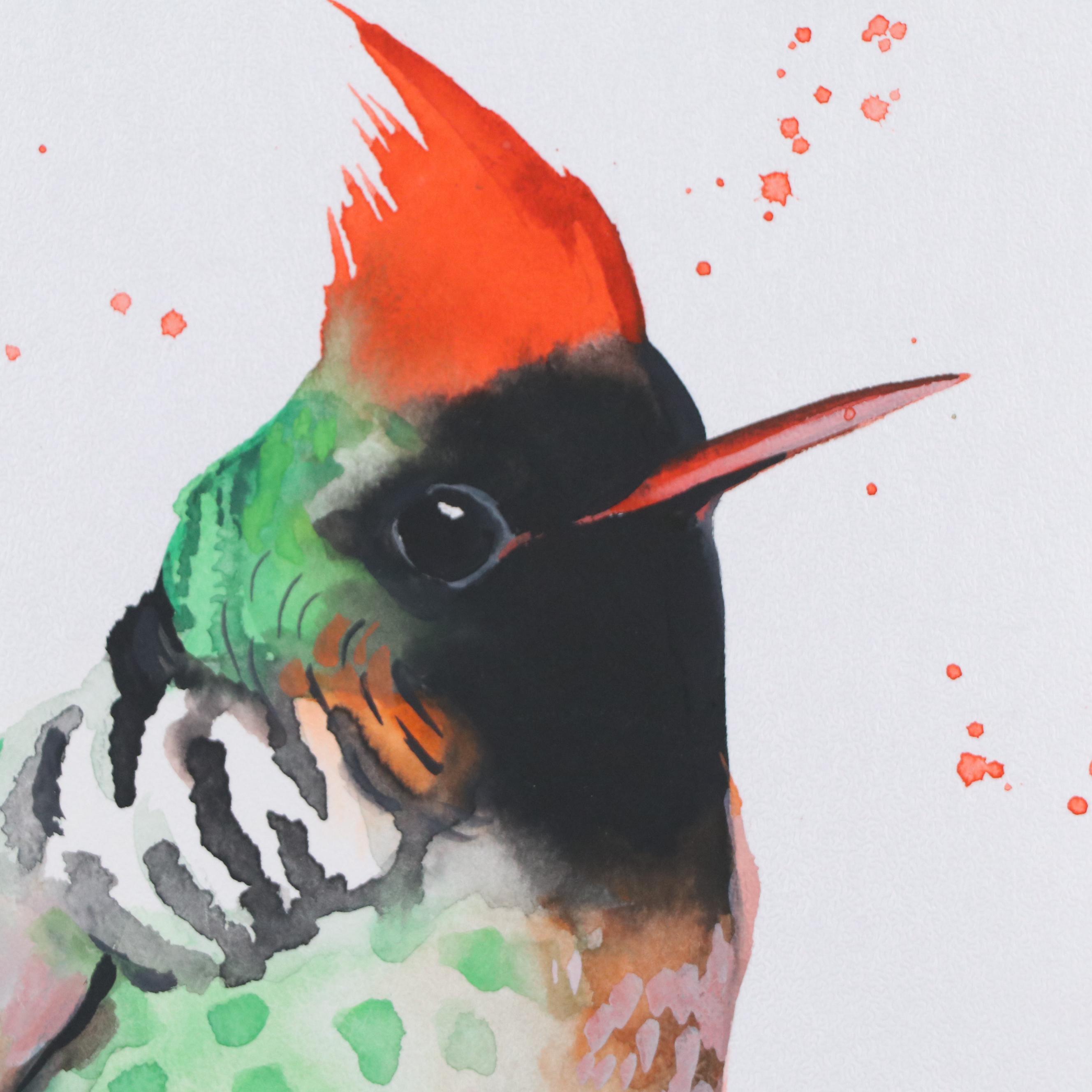 Anne Gorywine Watercolor Painting of Frilled Coquette Hummingbird, 2023