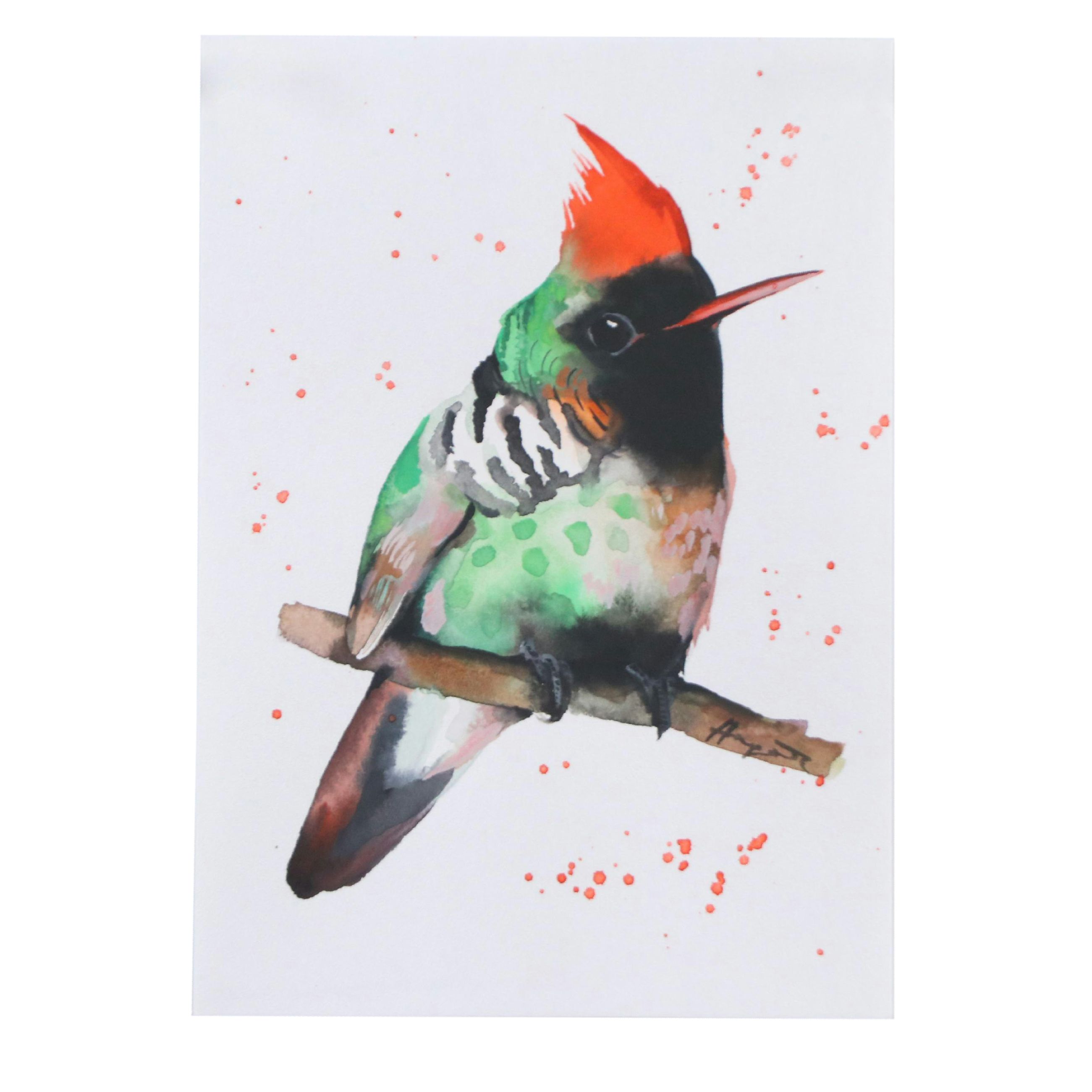 Anne Gorywine Watercolor Painting of Frilled Coquette Hummingbird, 2023