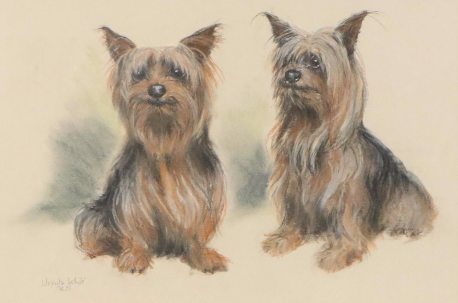 Ursula White Drawing of Two Yorkies, 1985
