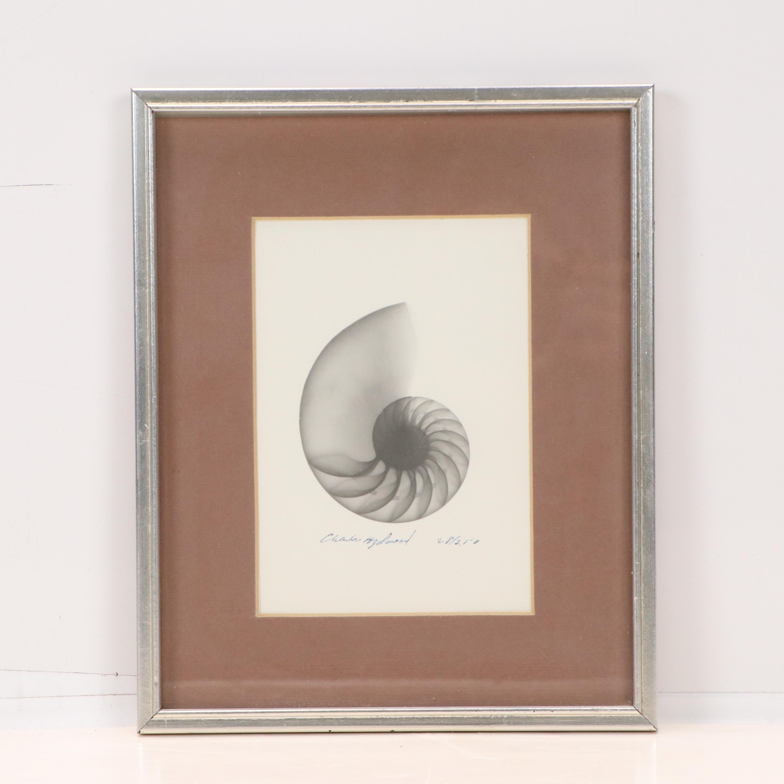 Conchological X-Ray Photographs of Fig Shell and Nautilus Shell