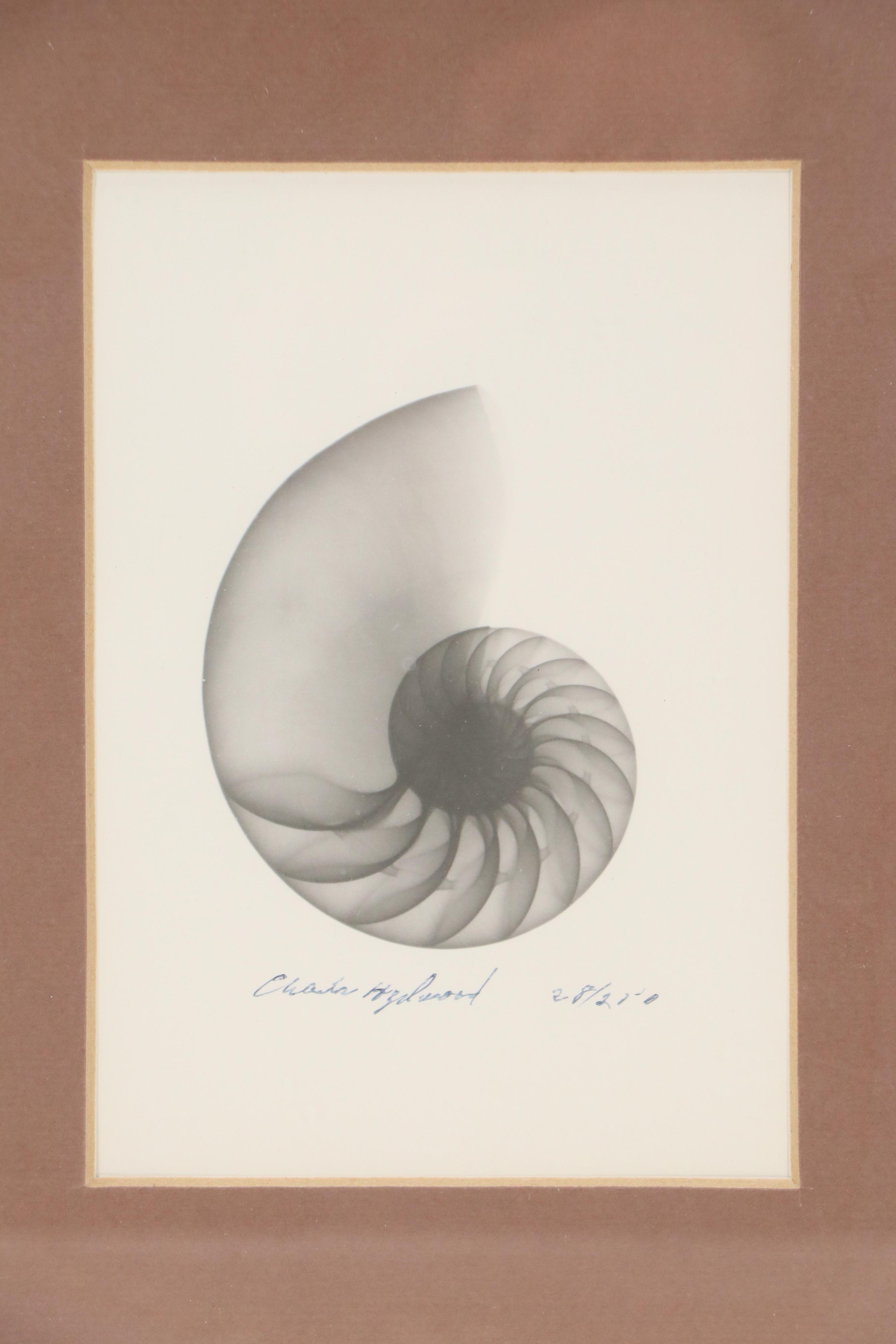 Conchological X-Ray Photographs of Fig Shell and Nautilus Shell