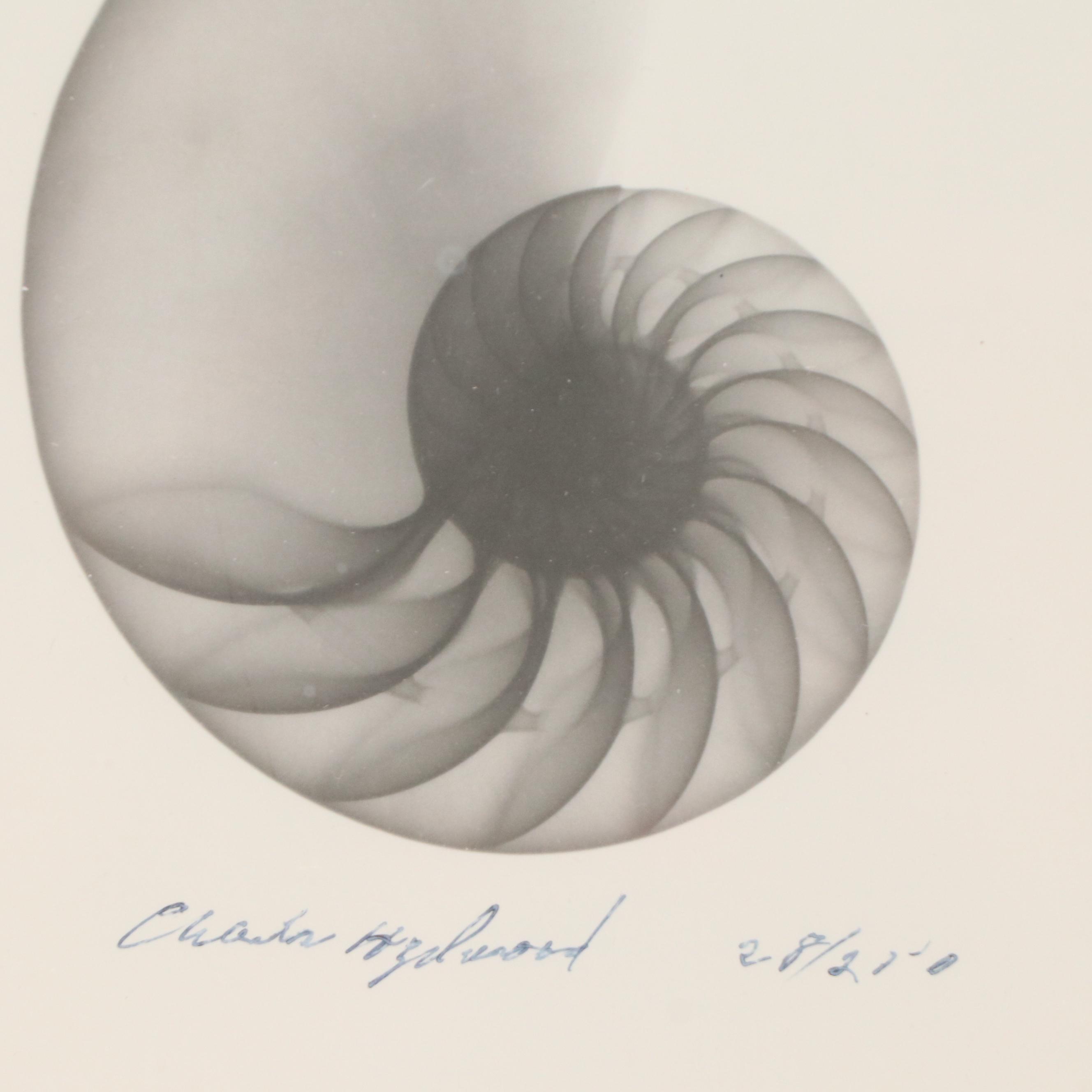 Conchological X-Ray Photographs of Fig Shell and Nautilus Shell