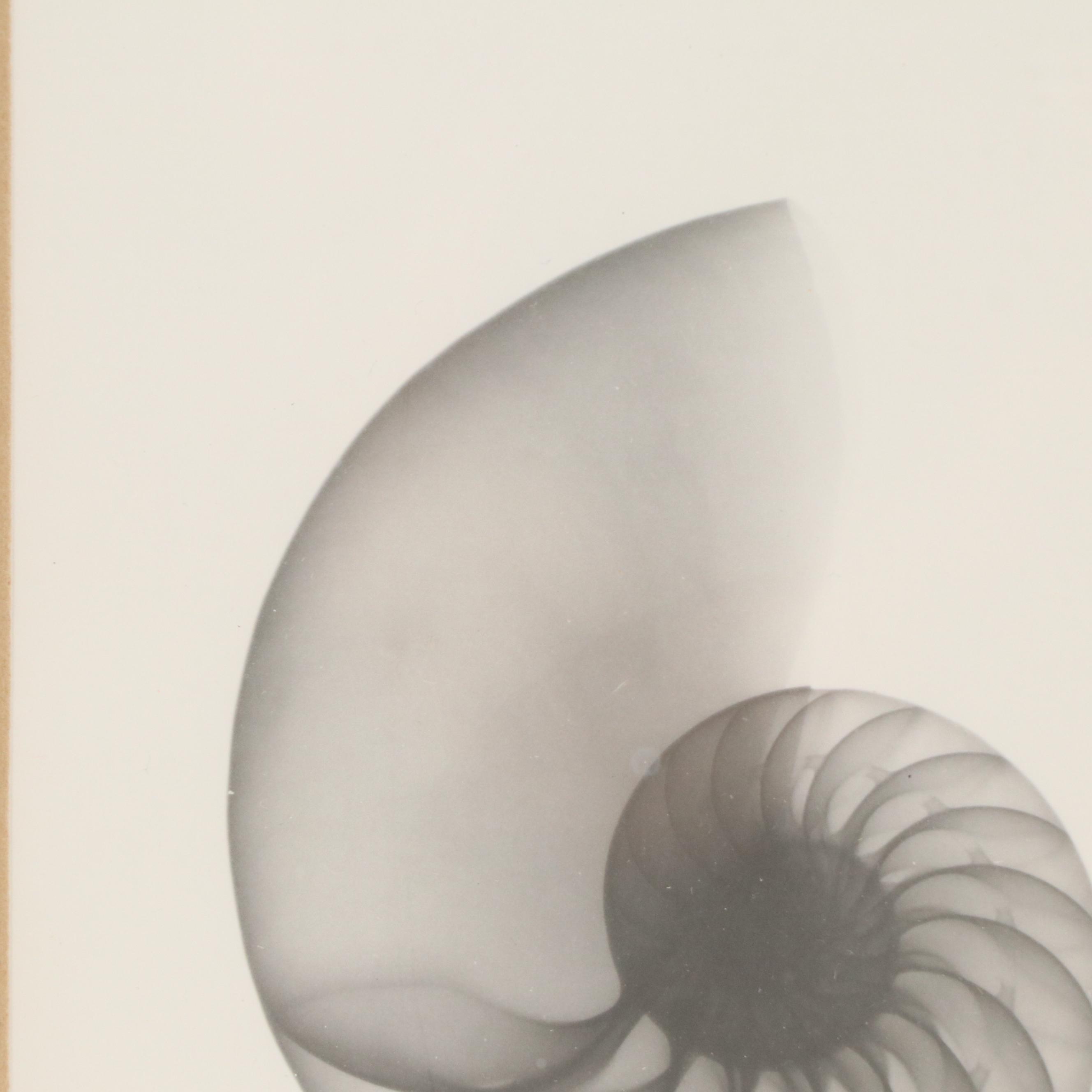 Conchological X-Ray Photographs of Fig Shell and Nautilus Shell