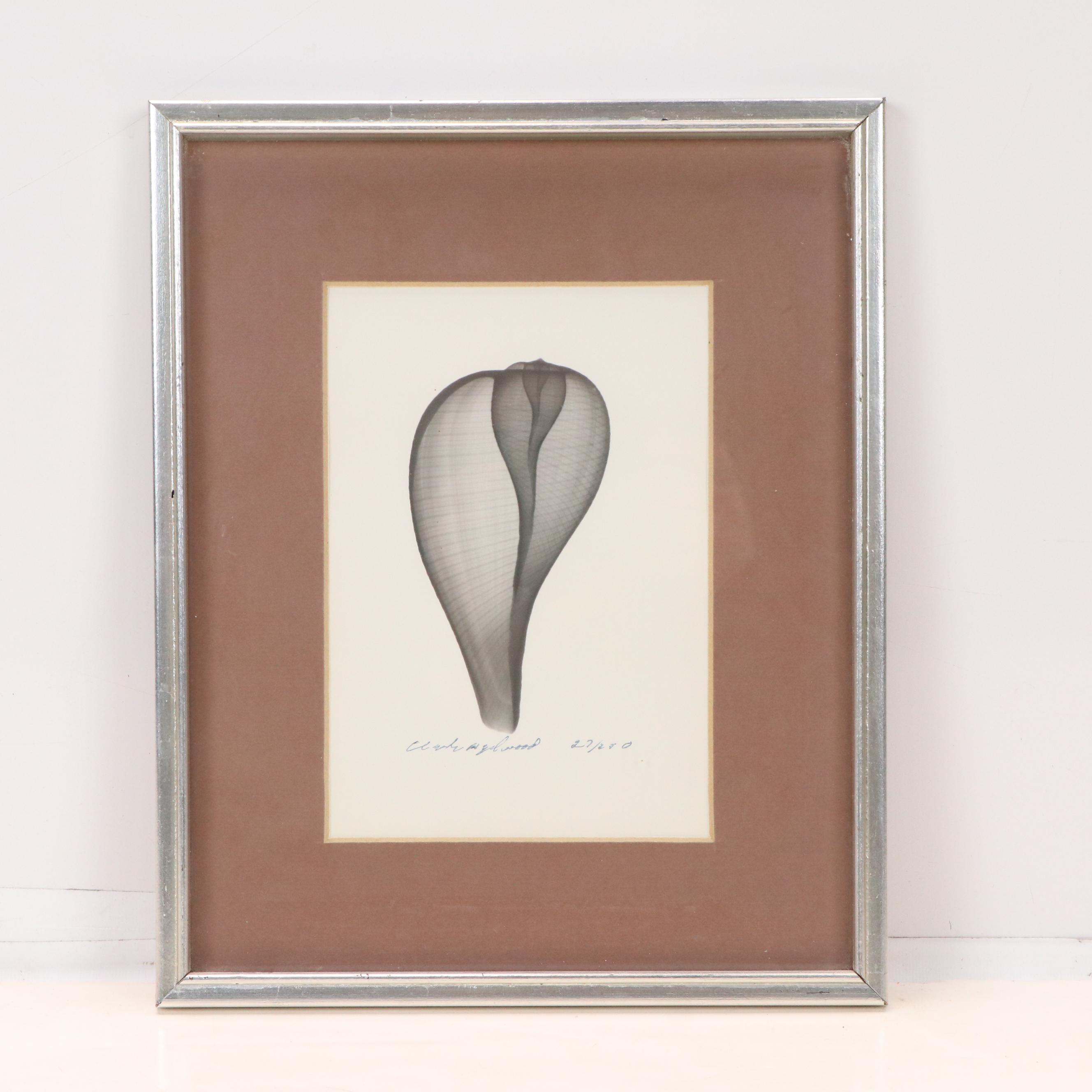 Conchological X-Ray Photographs of Fig Shell and Nautilus Shell