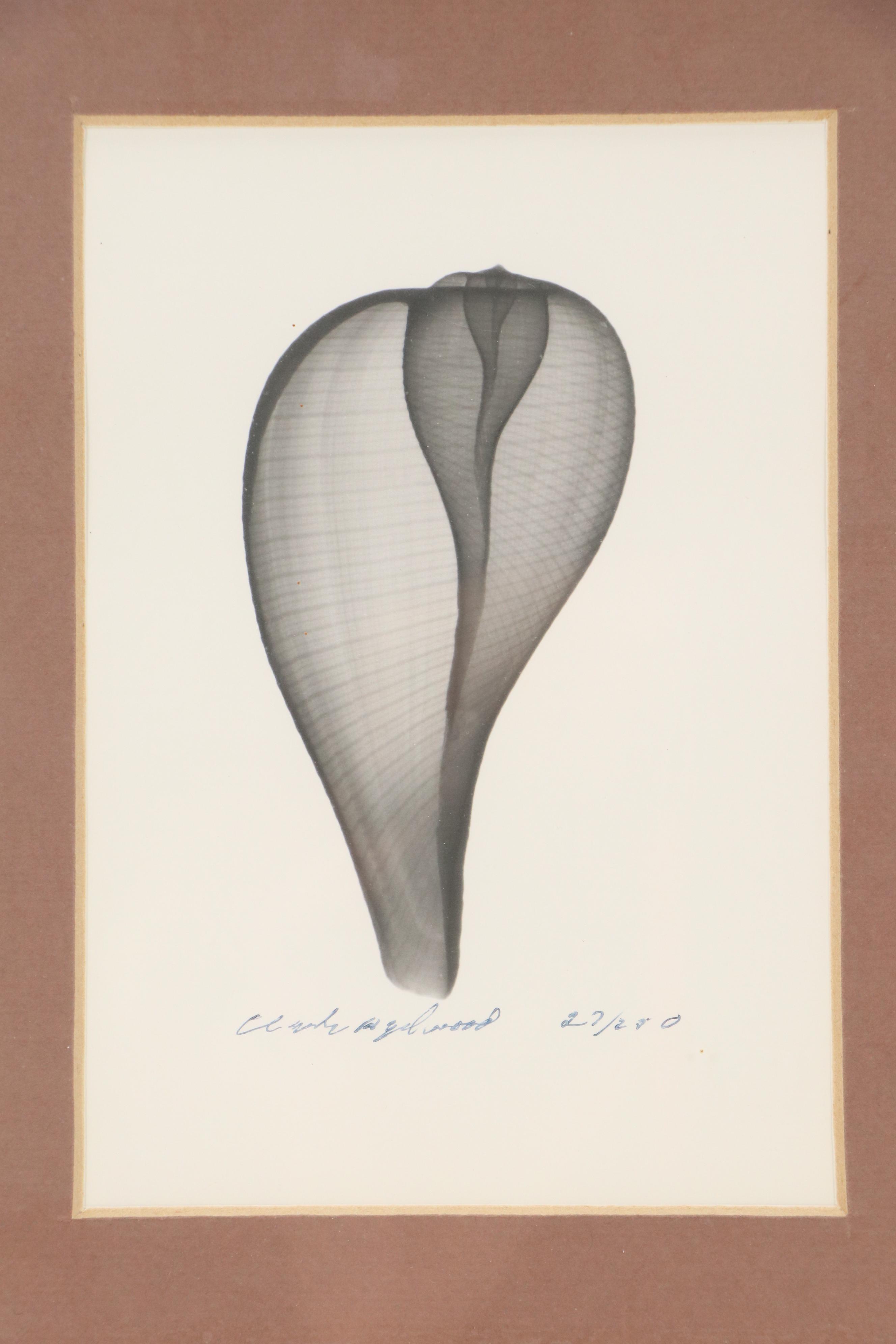 Conchological X-Ray Photographs of Fig Shell and Nautilus Shell