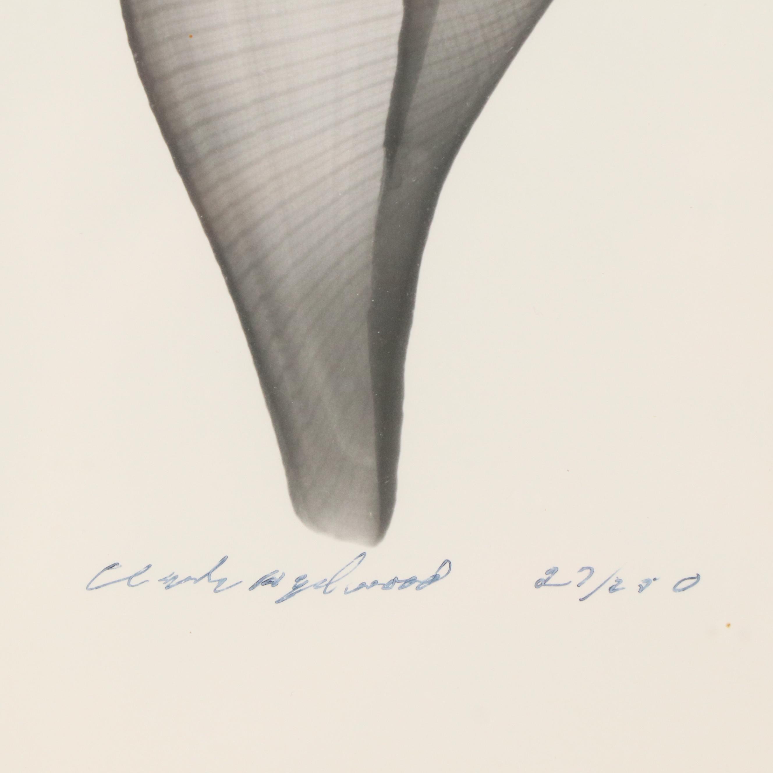 Conchological X-Ray Photographs of Fig Shell and Nautilus Shell