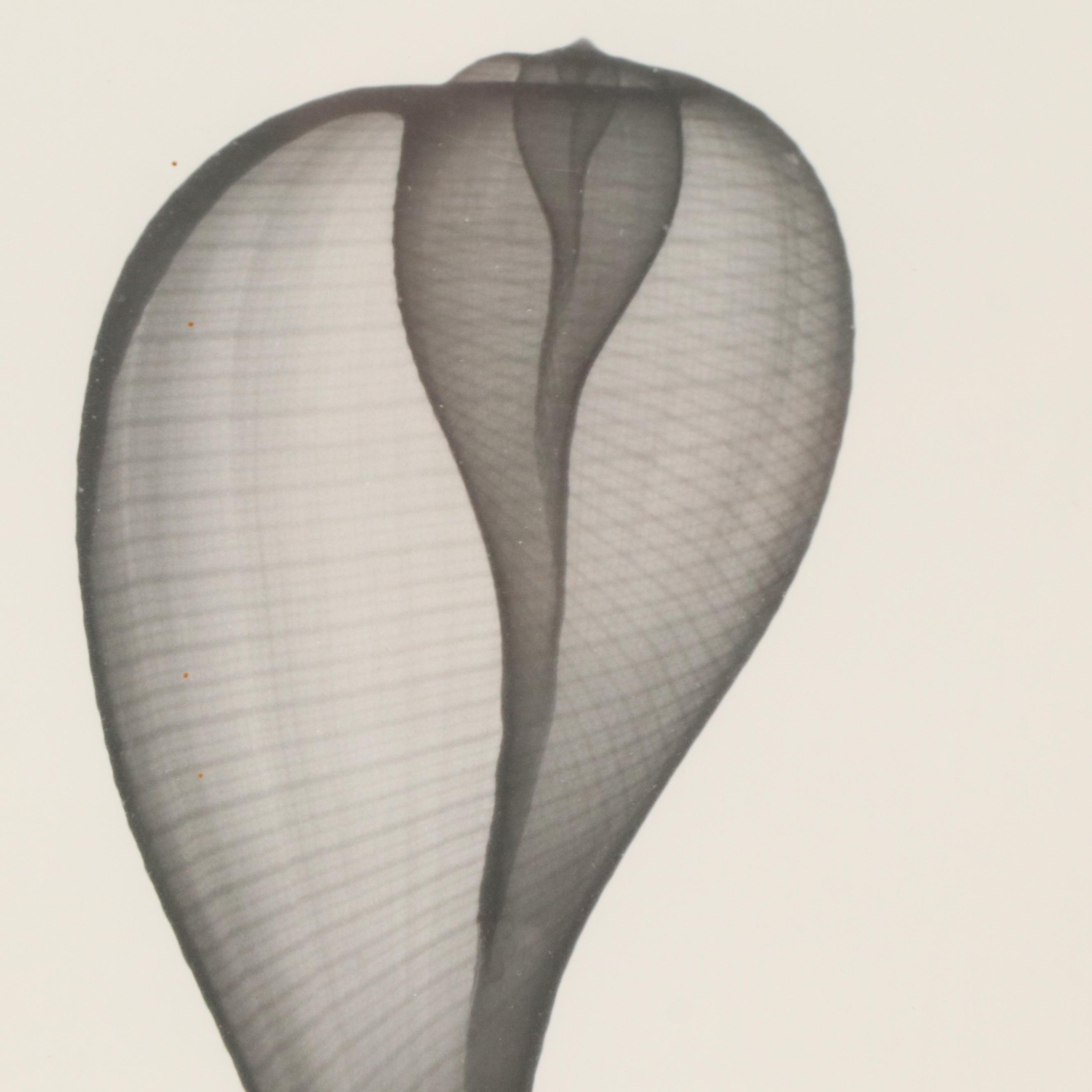 Conchological X-Ray Photographs of Fig Shell and Nautilus Shell