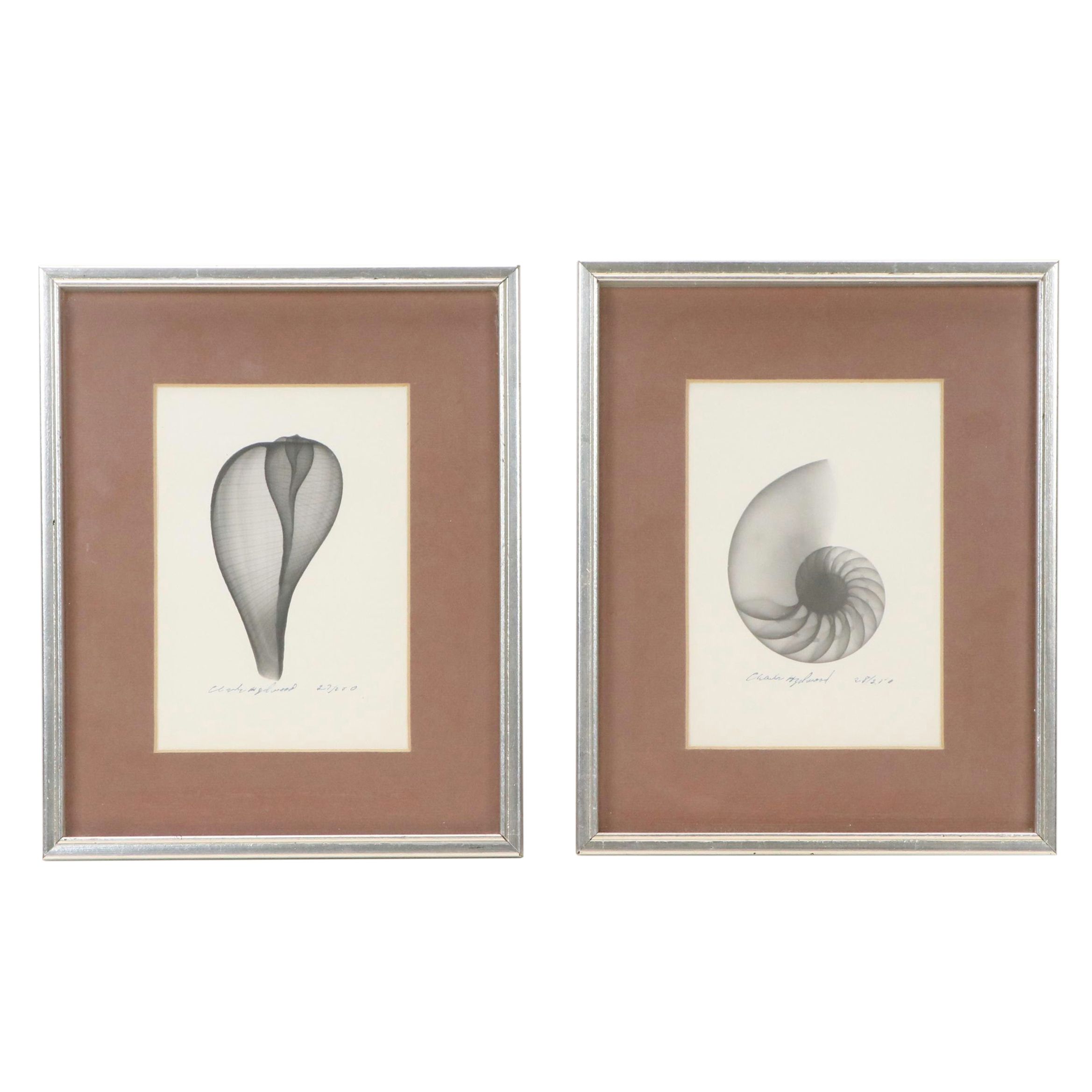Conchological X-Ray Photographs of Fig Shell and Nautilus Shell
