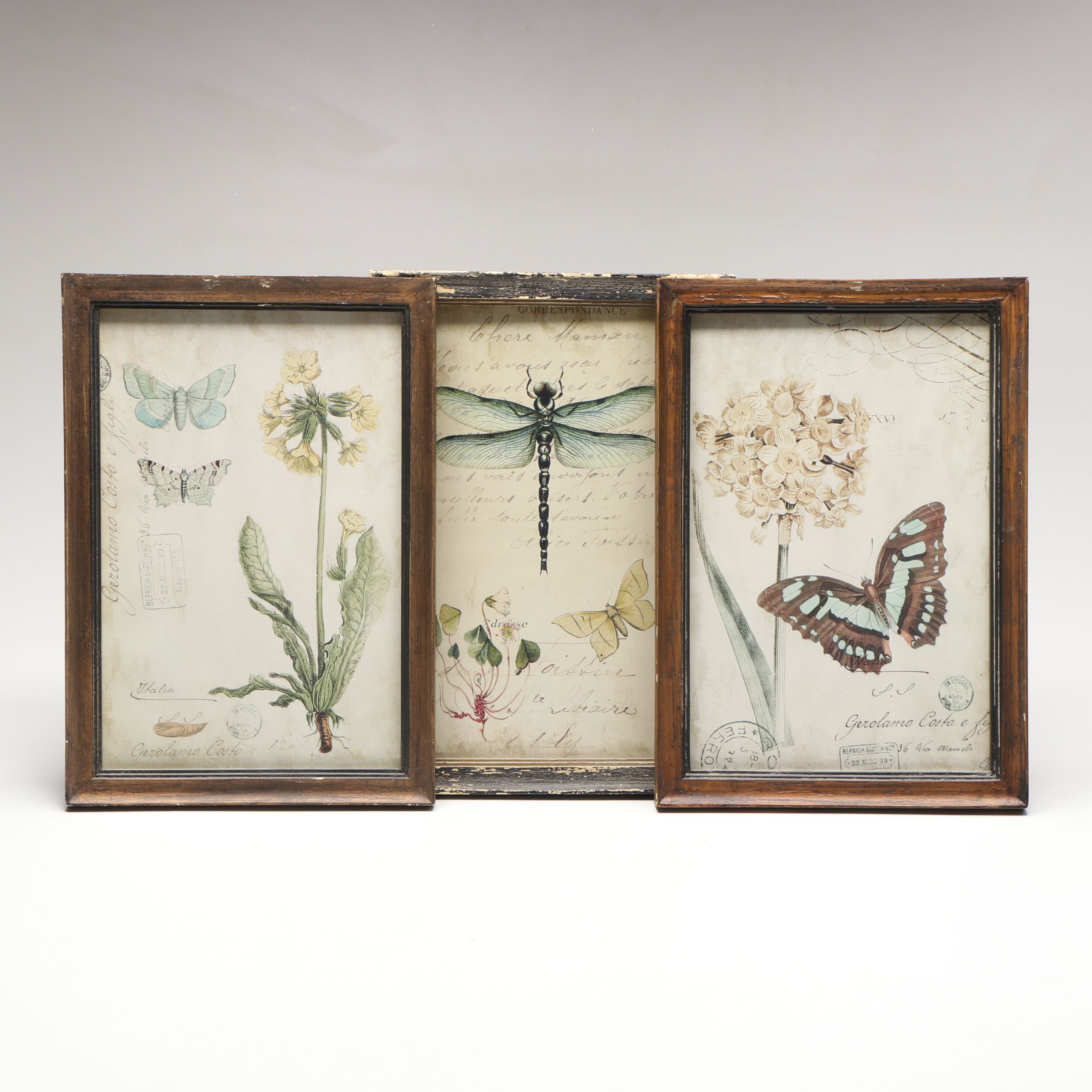 Botanical and Insect Framed Wall Art
