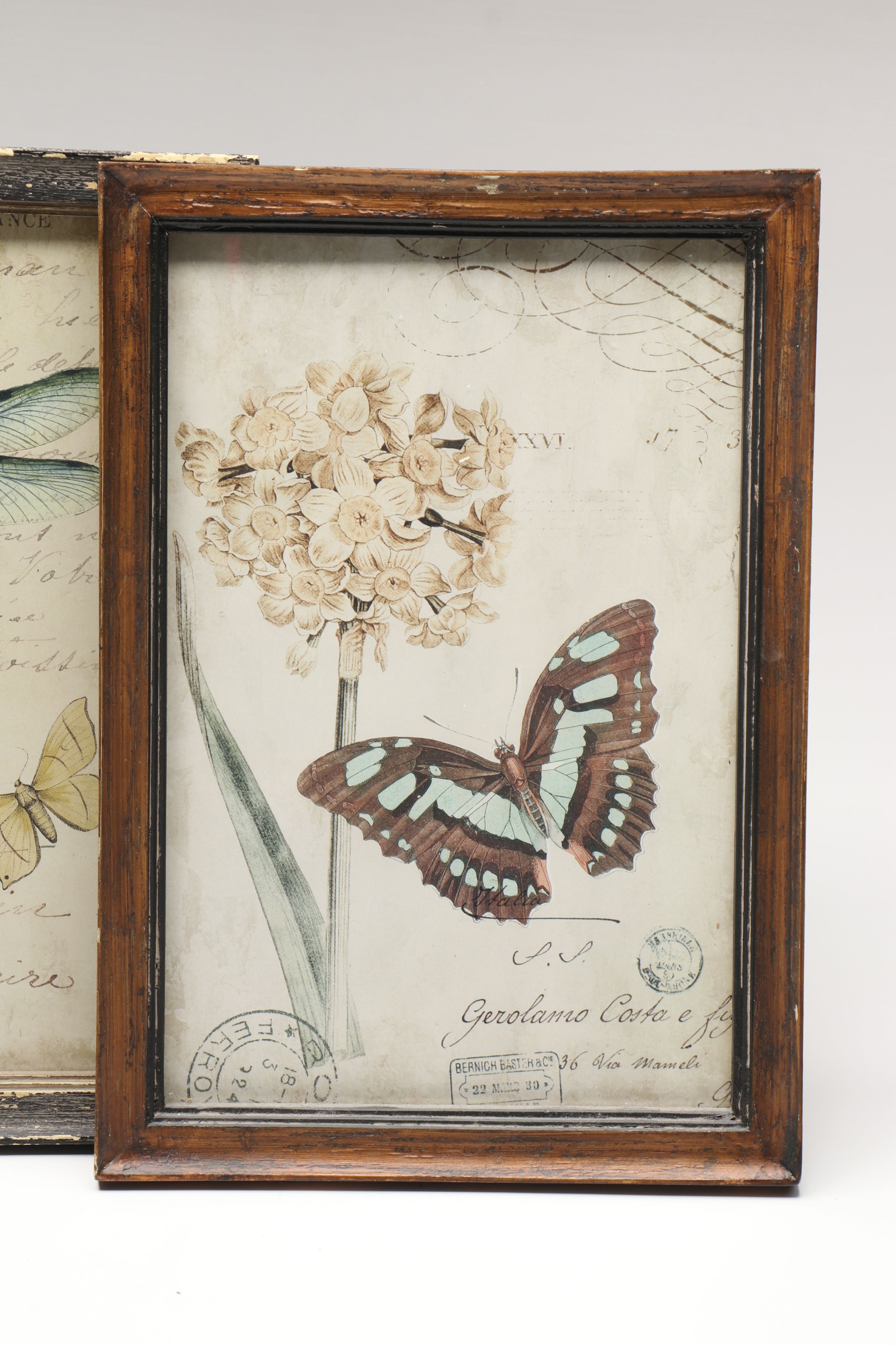 Botanical and Insect Framed Wall Art