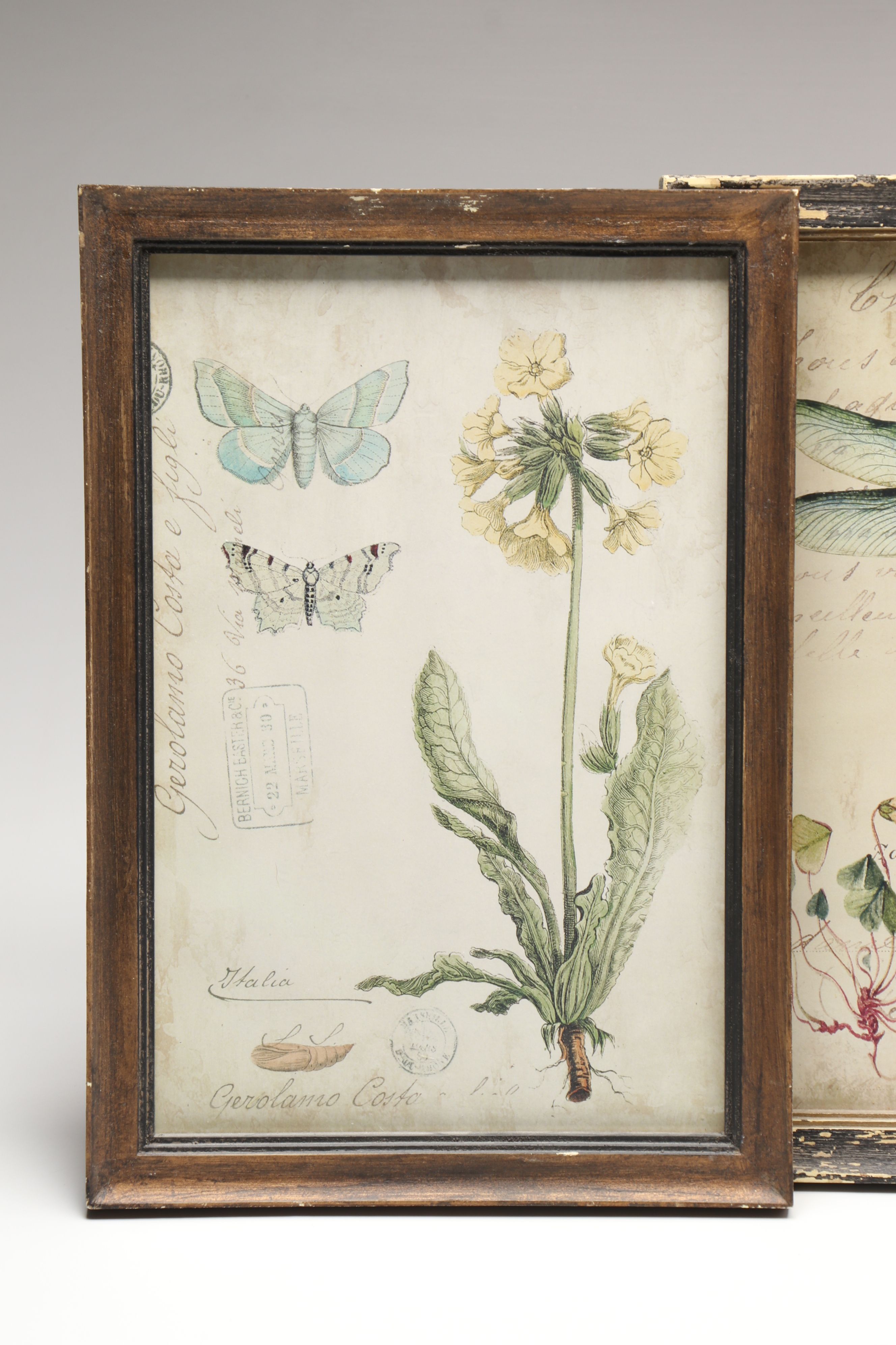 Botanical and Insect Framed Wall Art
