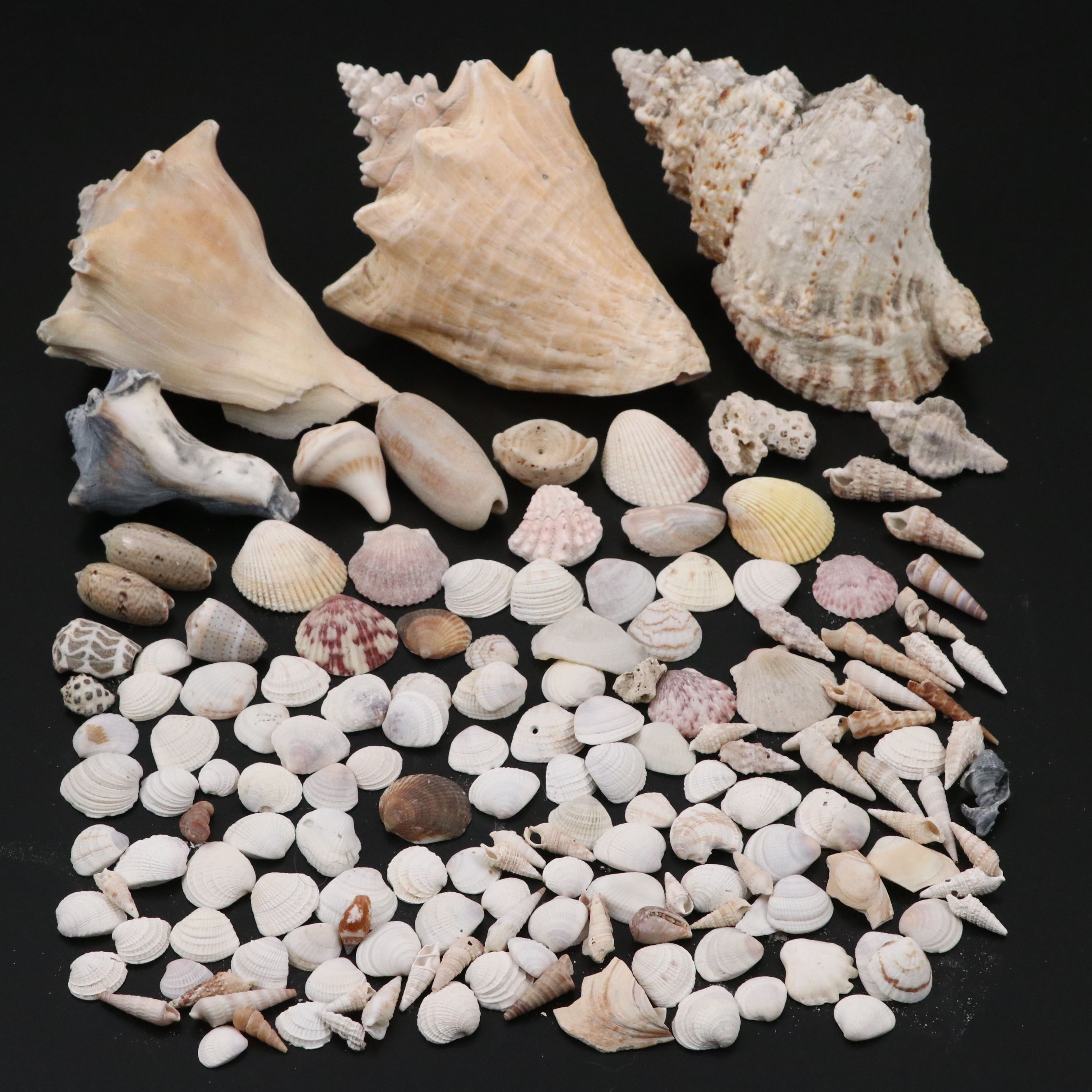 Queen Conchs, Triton, Cowries, Augers, and More